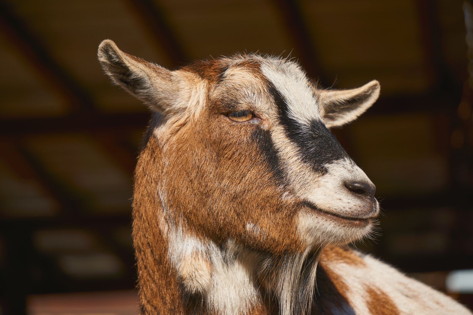 Sony E 55-210mm F4.5-6.3 OSS sample photo. Goat, goats, zoo photography