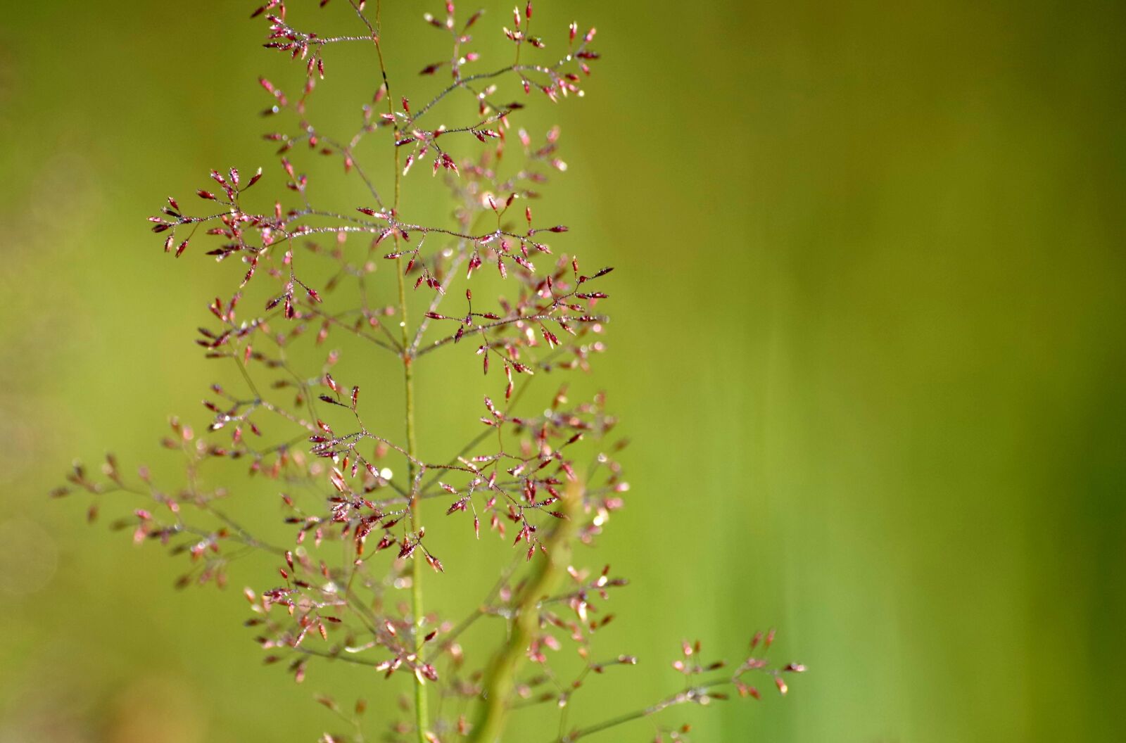 Pentax K-30 sample photo. Grasses, meadow, nature photography