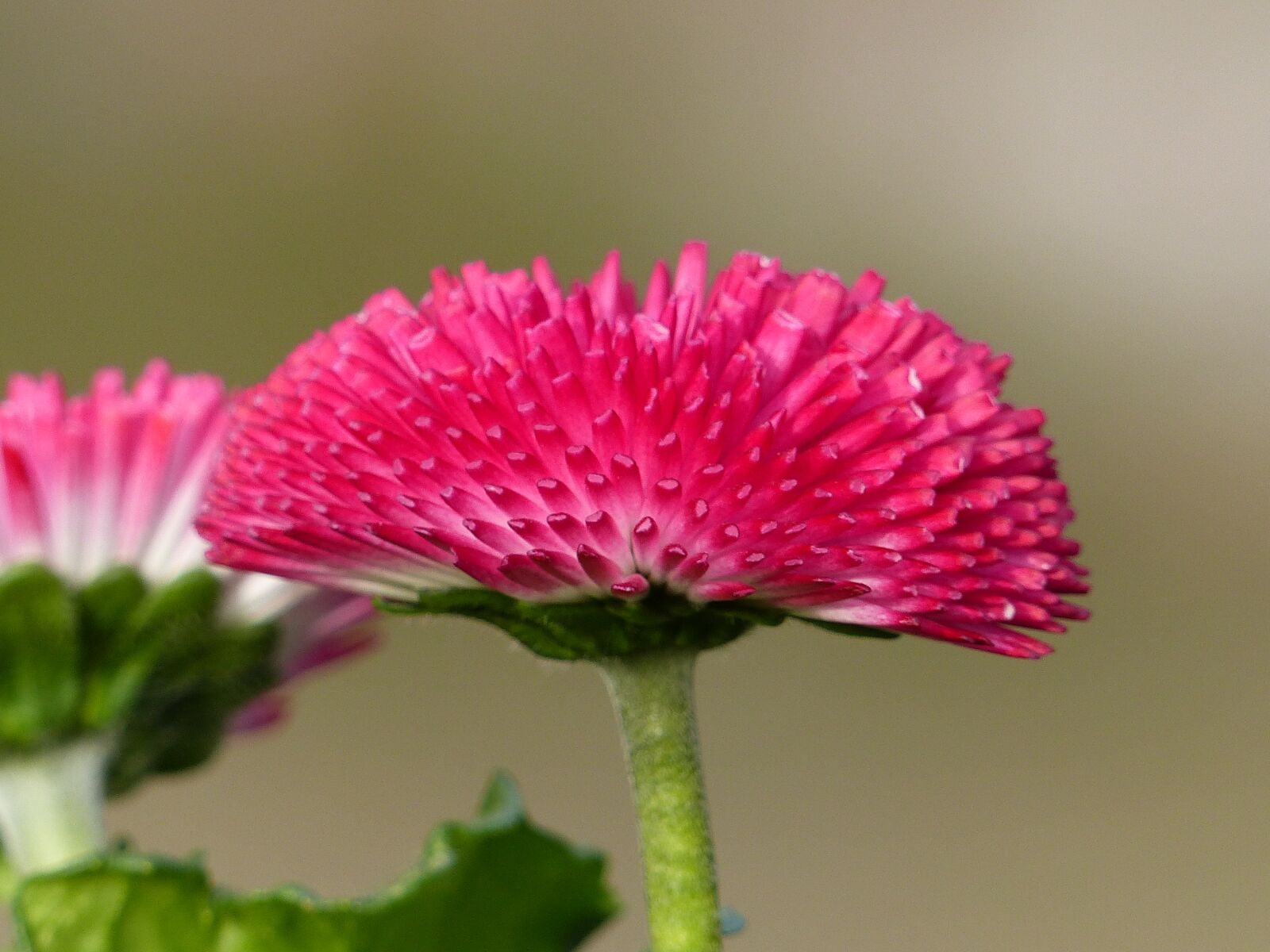 Panasonic Lumix DMC-FZ200 sample photo. Daisy, pink, flower photography