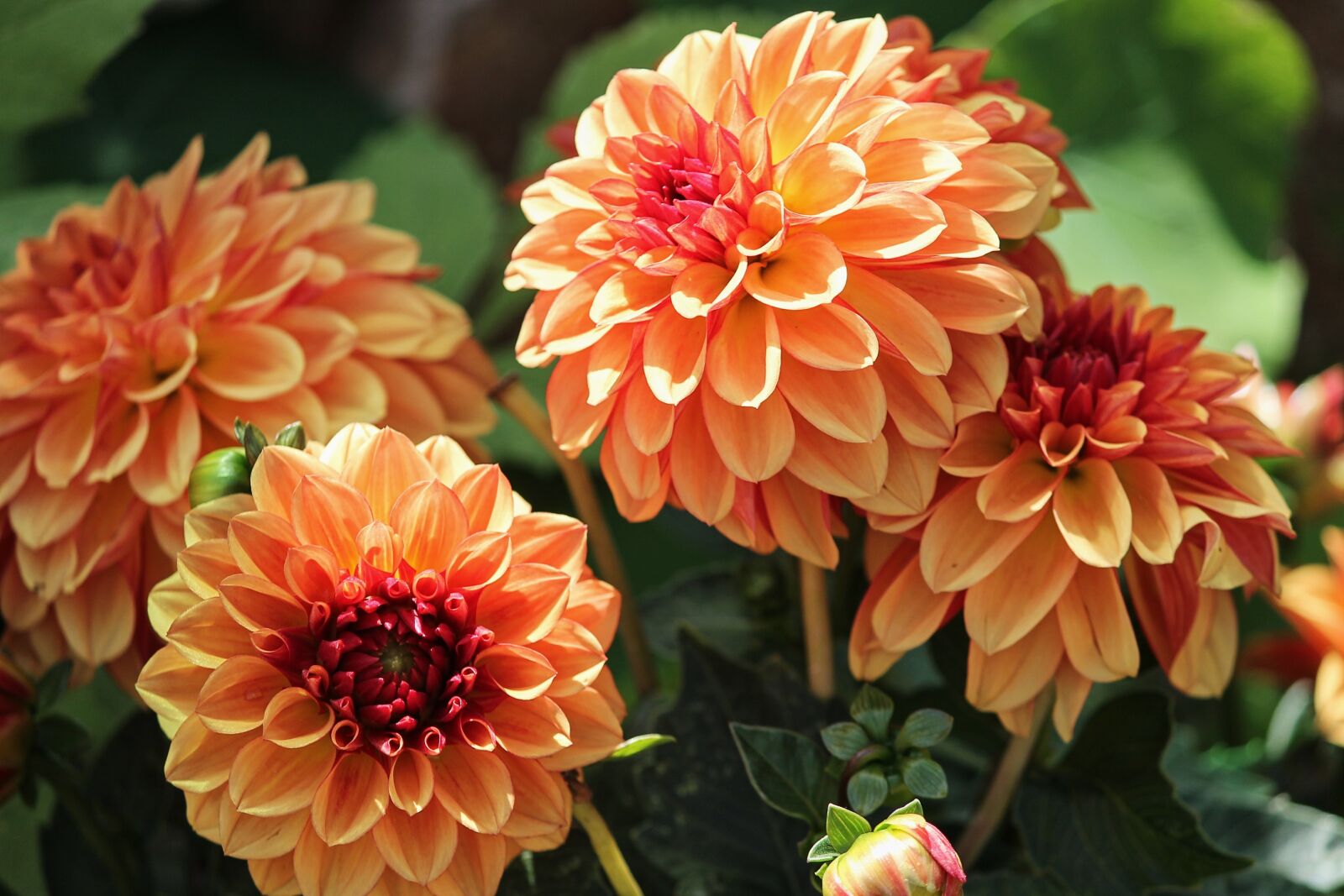 Canon EOS 1100D (EOS Rebel T3 / EOS Kiss X50) sample photo. Dahlias, geothermal, dahlia photography