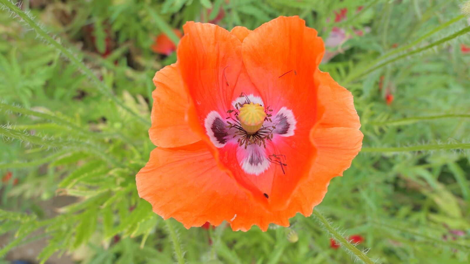 Panasonic Lumix DMC-LX10 (Lumix DMC-LX15) sample photo. Poppy, flower, summer photography