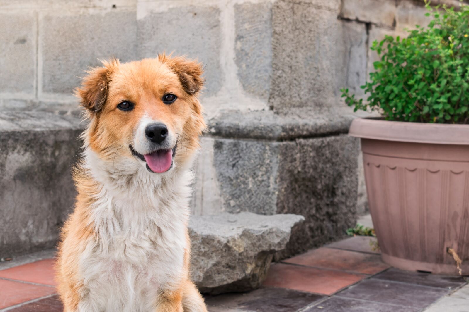 Nikon D5300 sample photo. Dog, love, friendship photography
