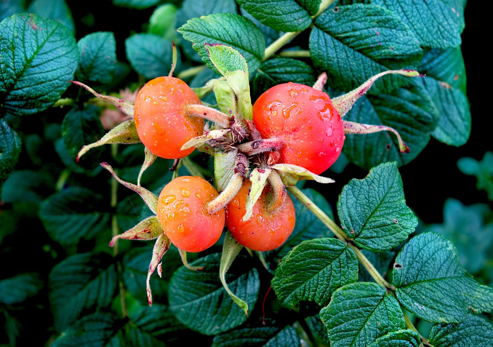 Sony Cyber-shot DSC-RX100 sample photo. Plant, fruit, rosehip photography