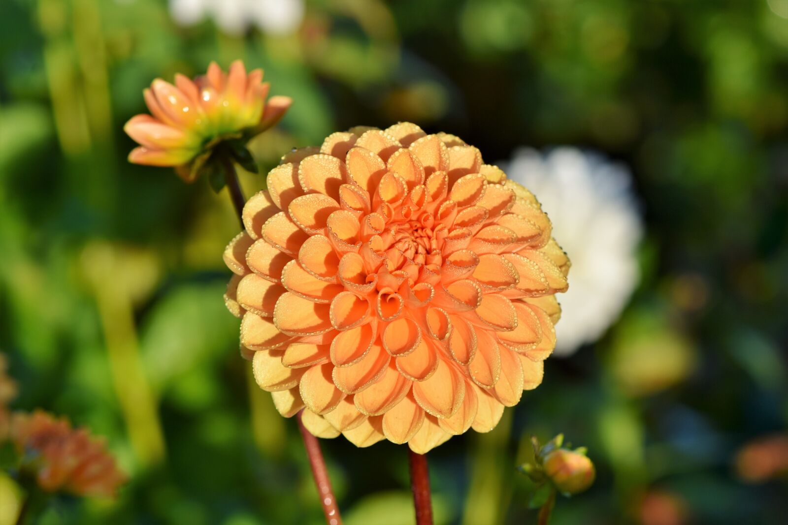 Nikon D7200 sample photo. Dahlia, dahlias bud, flower photography