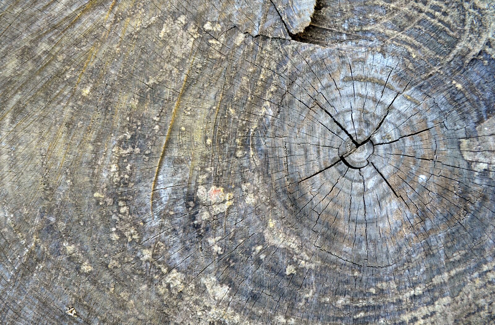 Nikon D5100 sample photo. Trunk, section, tree photography