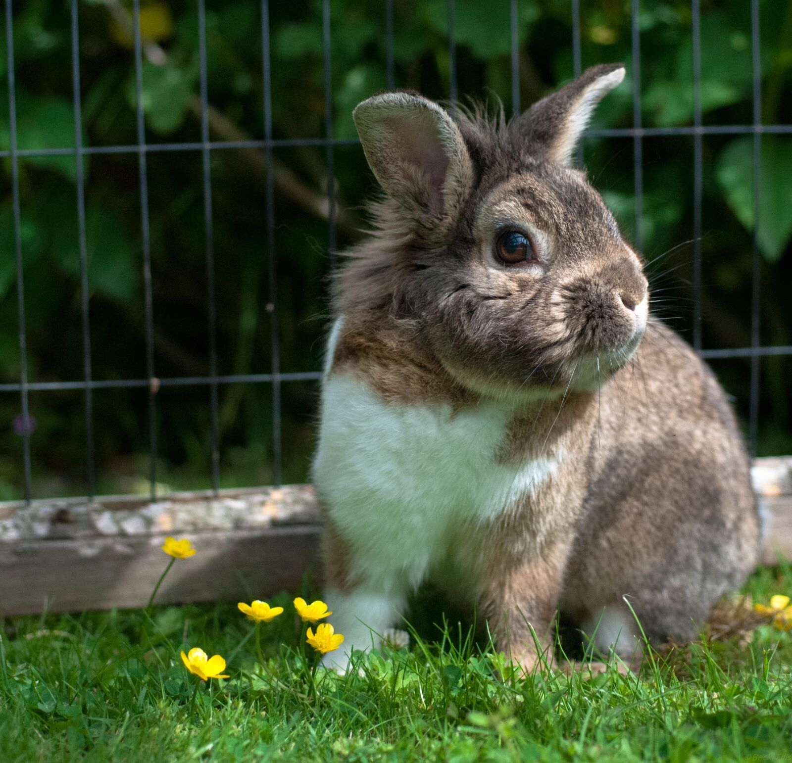 Nikon D300 sample photo. Rabbit, bunny, cute photography