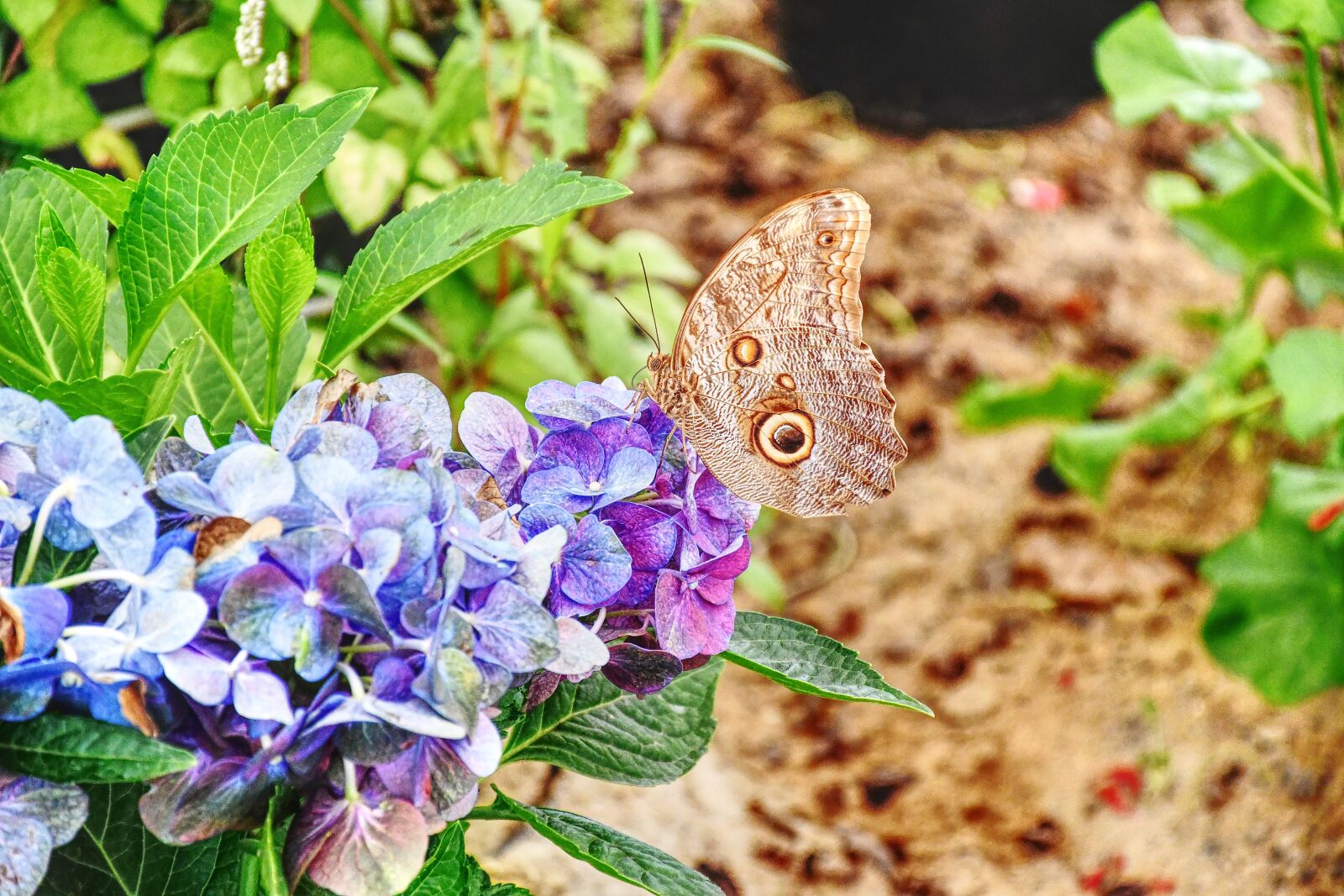 Nikon D7500 sample photo. Butterfly, flower, insect photography