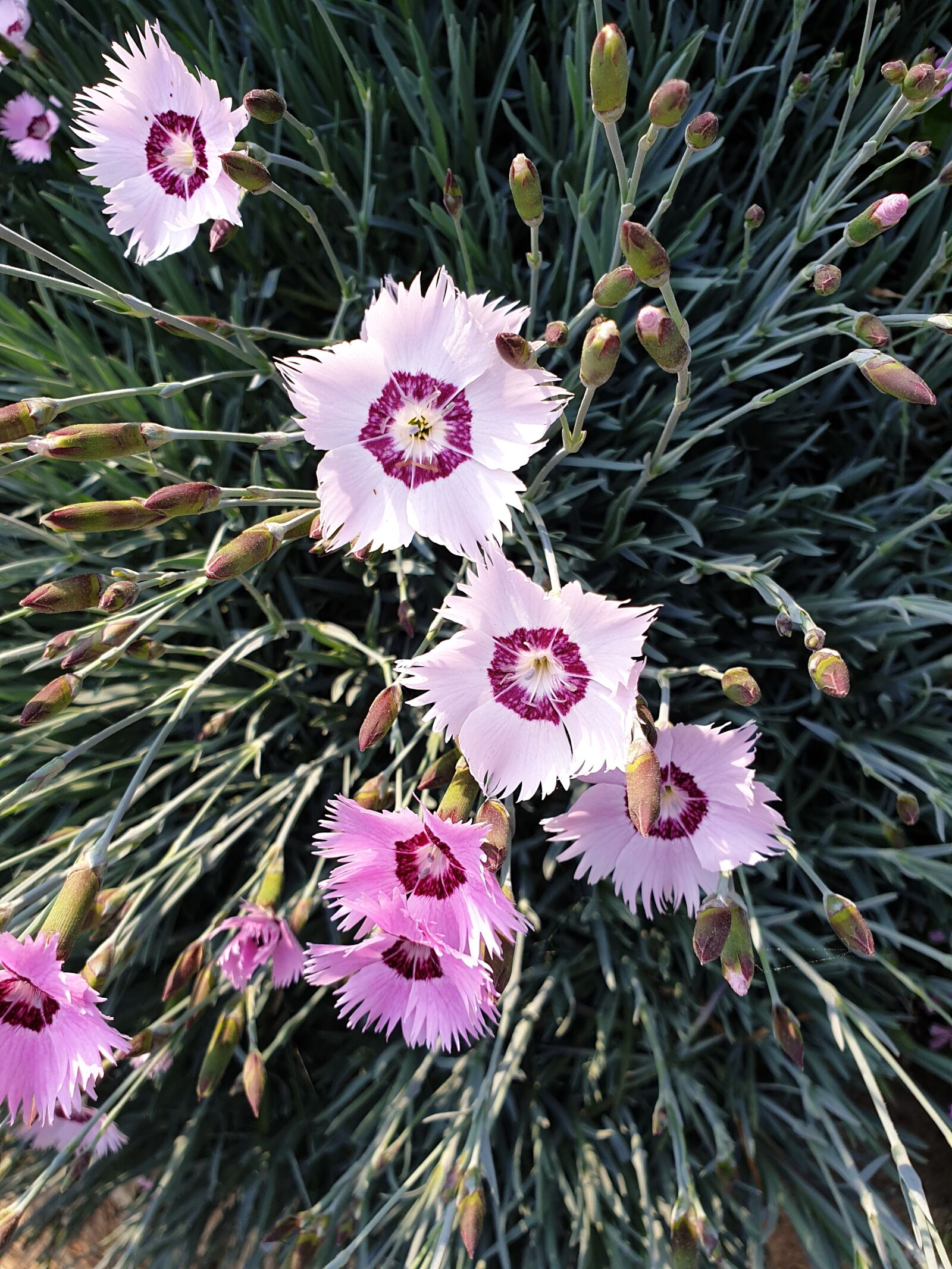 Samsung Galaxy S9+ sample photo. Flowers, pentagram, dianthus photography