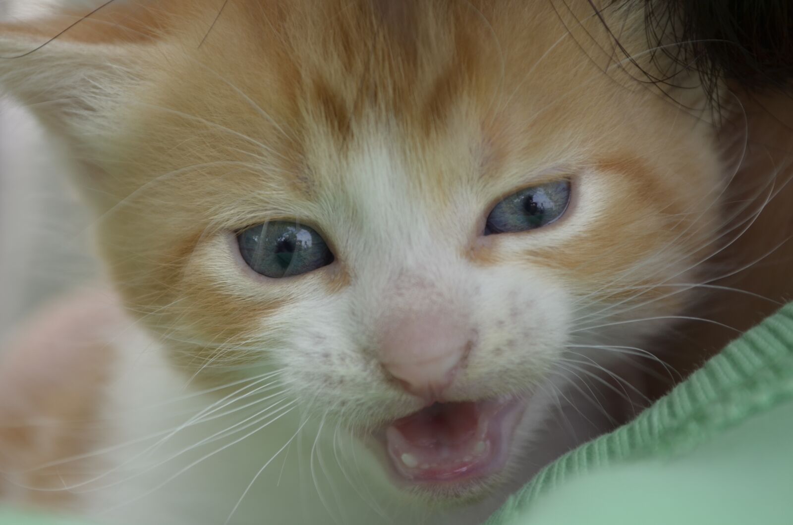 Nikon D5100 sample photo. Cat, kitten, pet photography