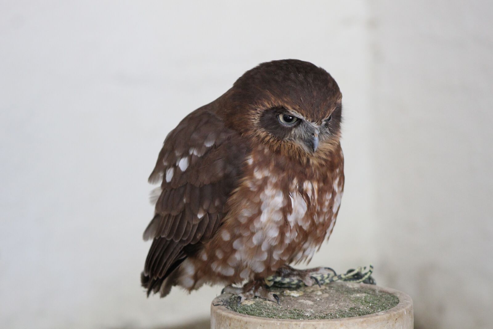 Canon EOS 4000D (EOS Rebel T100 / EOS 3000D) sample photo. Spotted owl, hawk owl photography