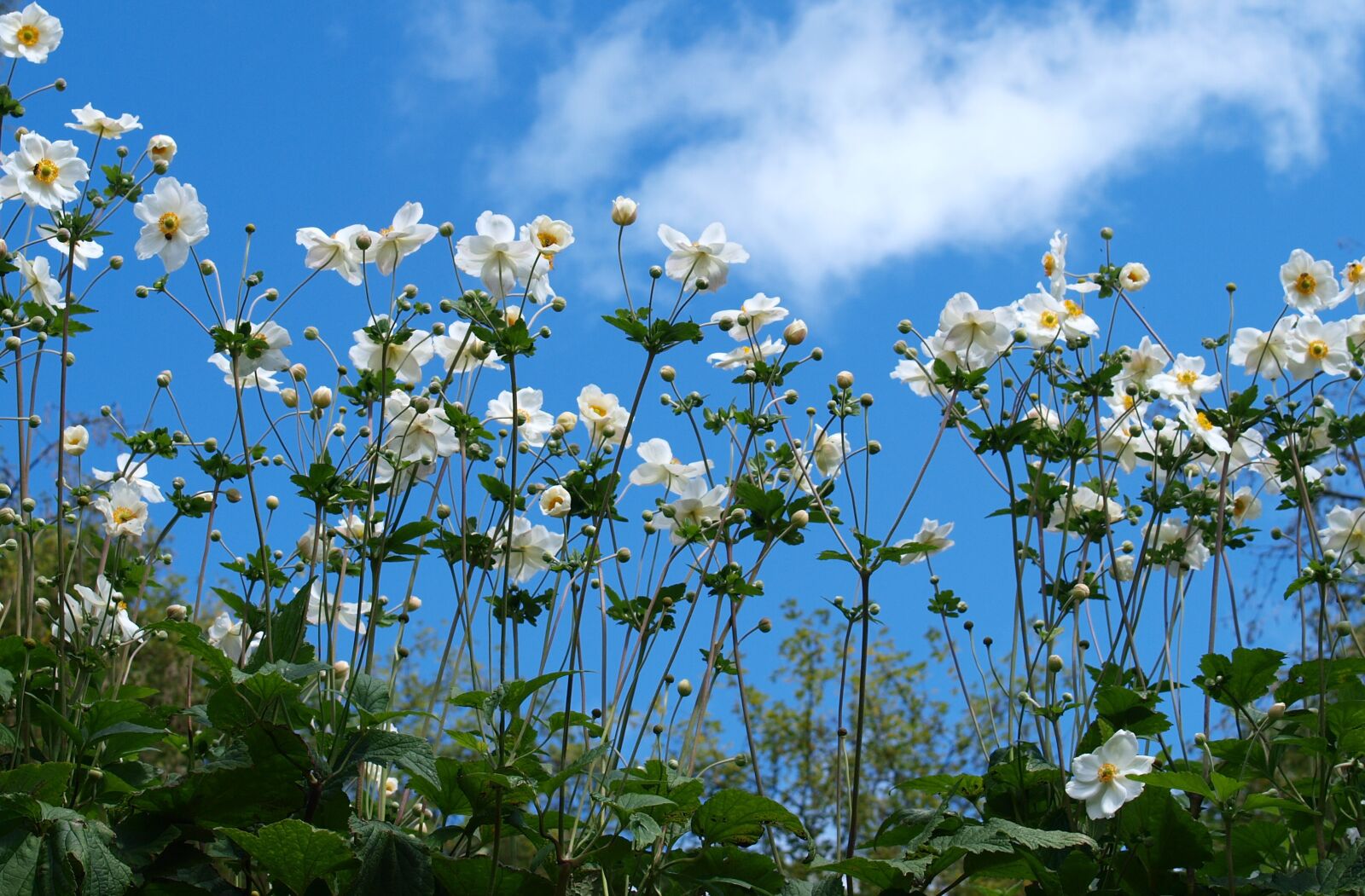 Olympus E-520 (EVOLT E-520) sample photo. Flower, flora, nature photography