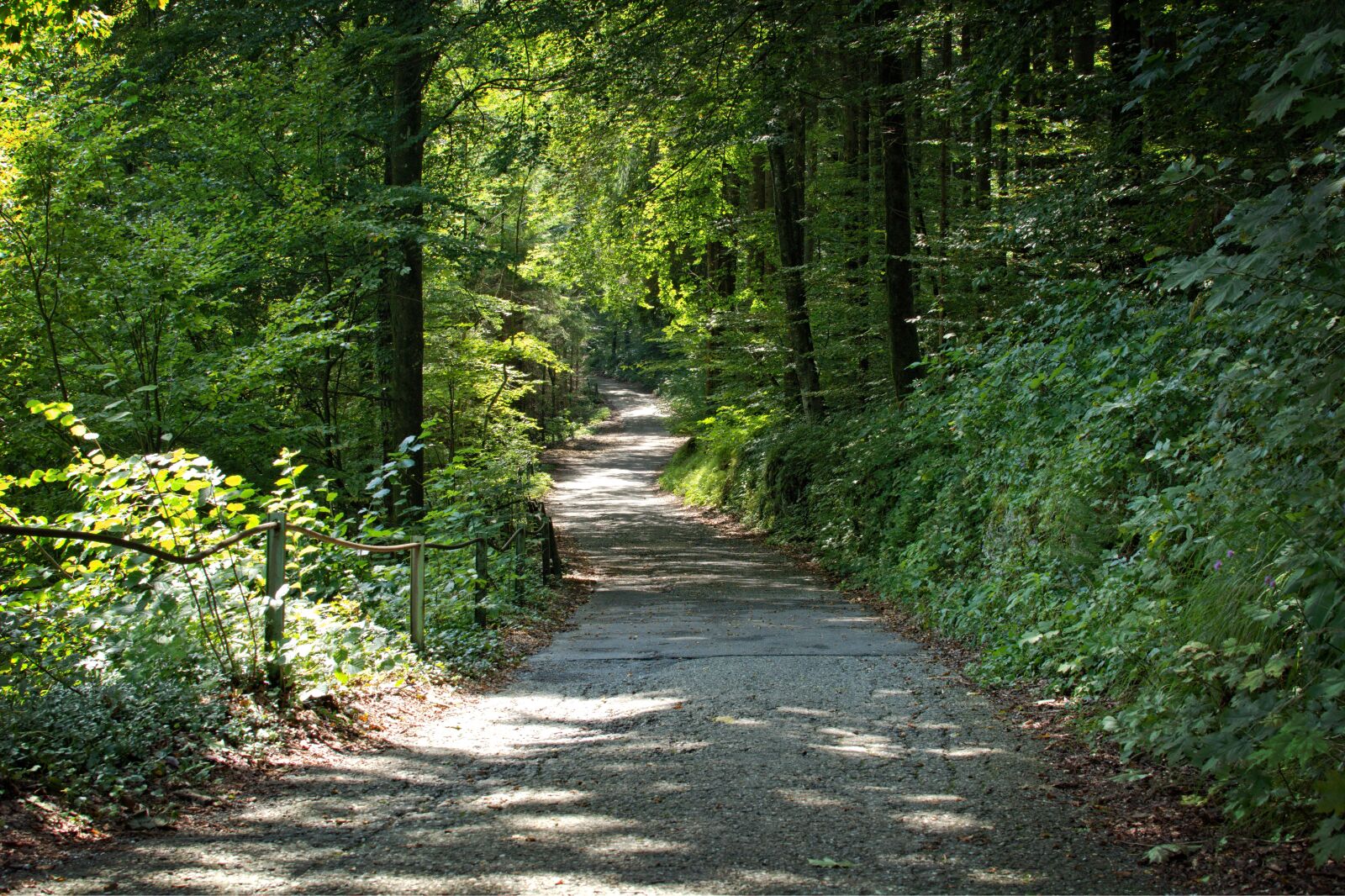 Nikon D7100 sample photo. Forest, away, trees photography