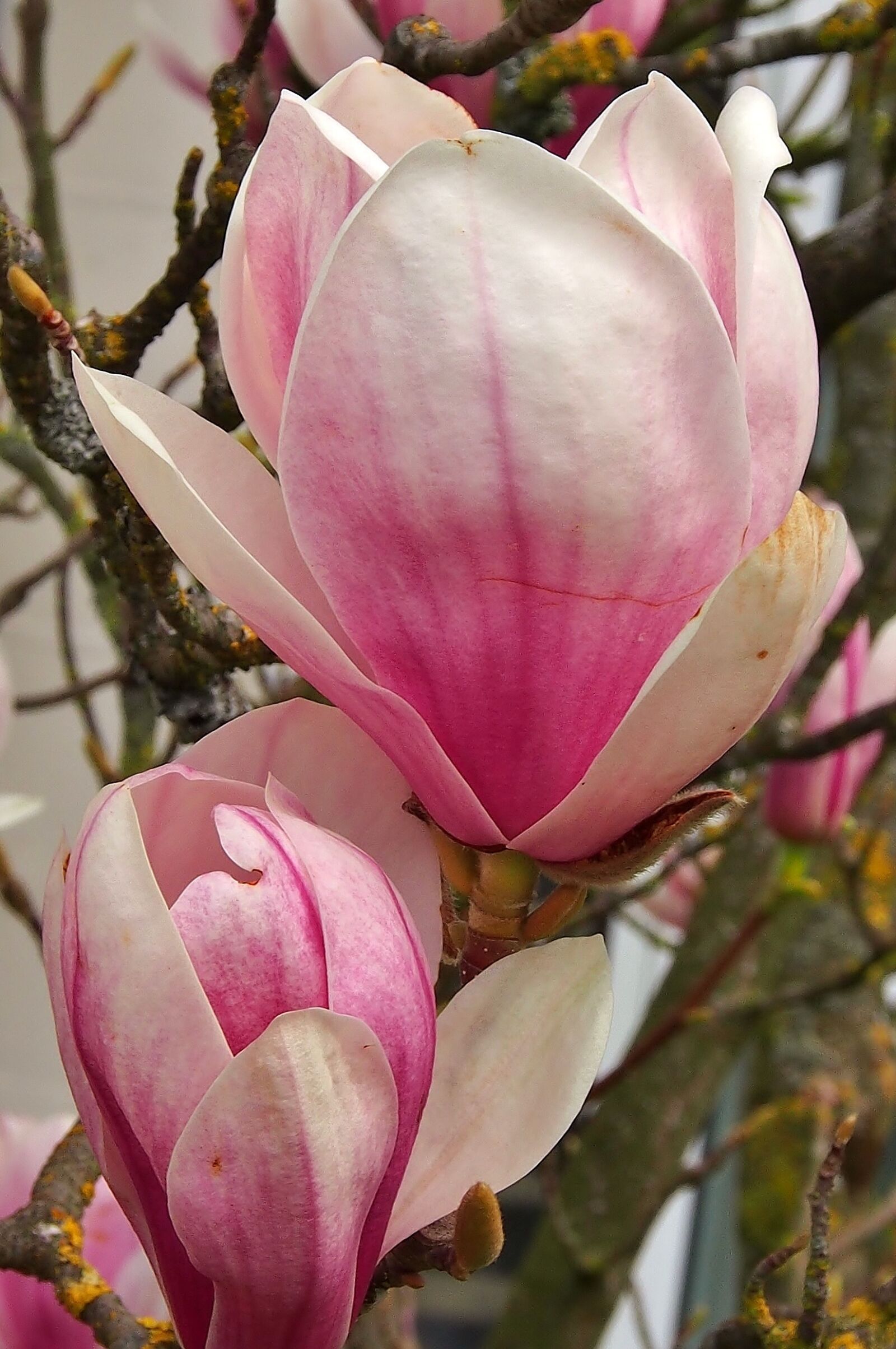 Olympus OM-D E-M5 sample photo. Flower, magnolia, pink photography