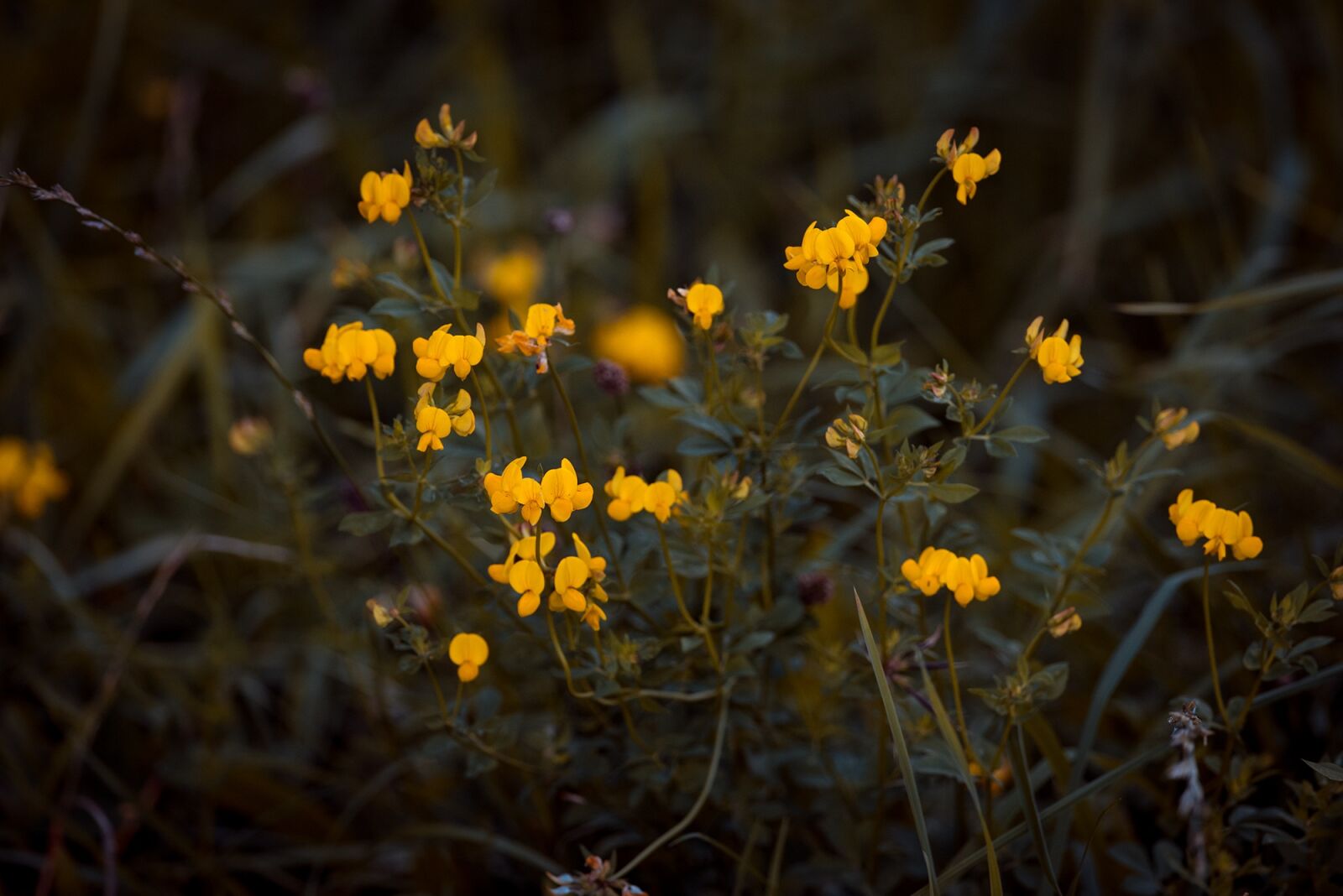 Nikon D750 sample photo. Ball-broom, radiation-broom, genista radiata photography