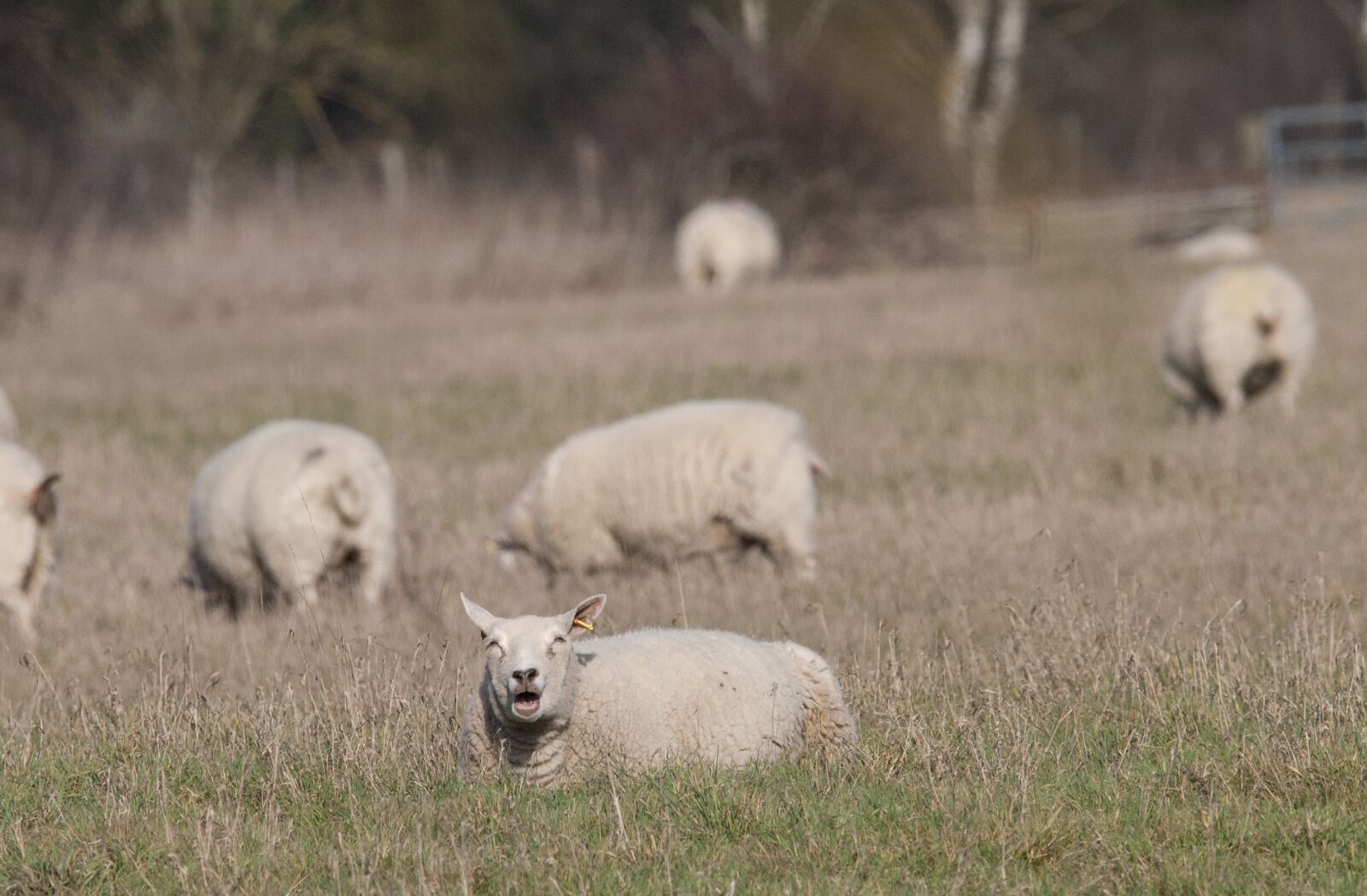 Nikon D3000 sample photo. Sheep, sheep sun bathing photography