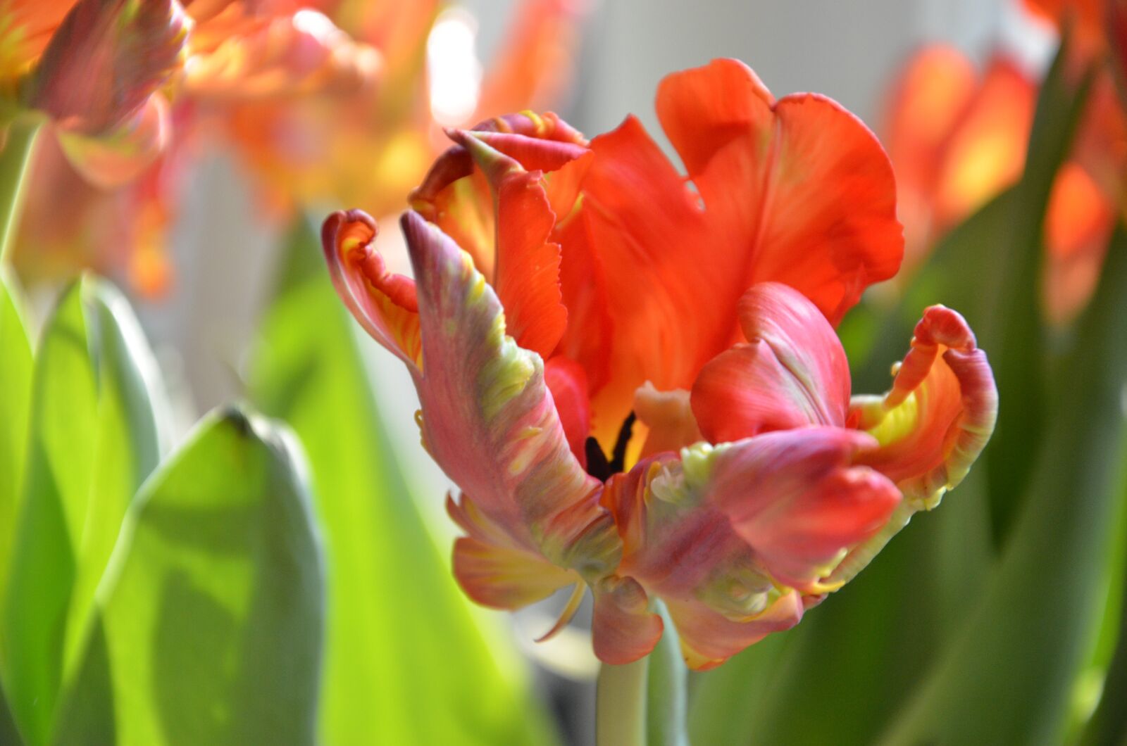 Nikon D7000 sample photo. Tulips, tulip, spring photography