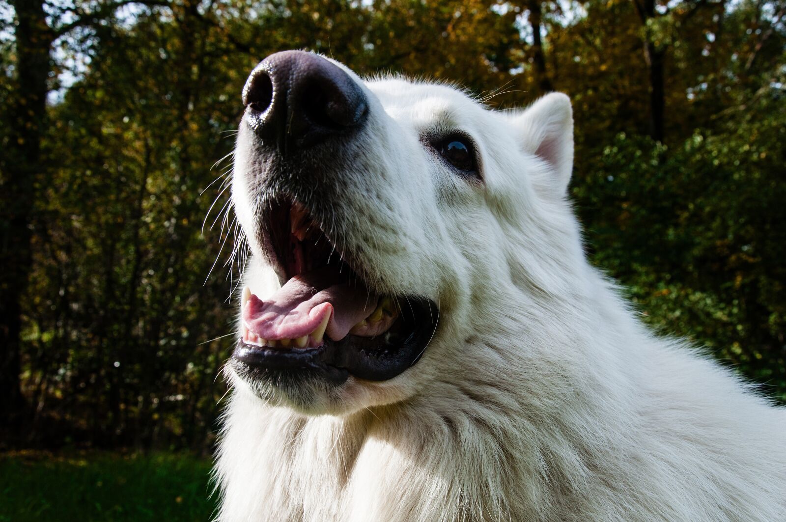 Nikon D5000 sample photo. Mammal, portrait, animal photography