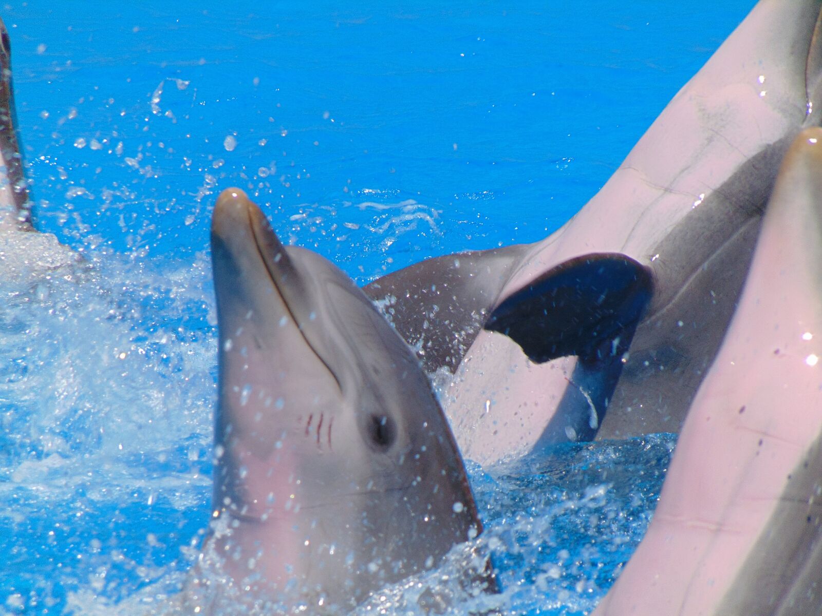 Sony Cyber-shot DSC-H300 sample photo. Dolphins, water, dolphin photography