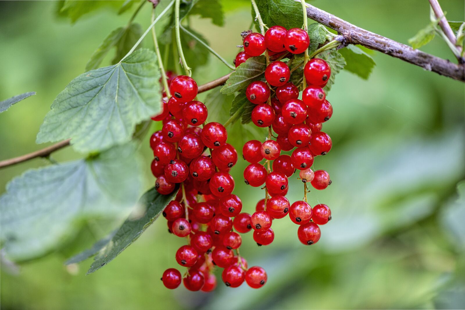 Nikon D610 sample photo. Red currant, bush, nature photography