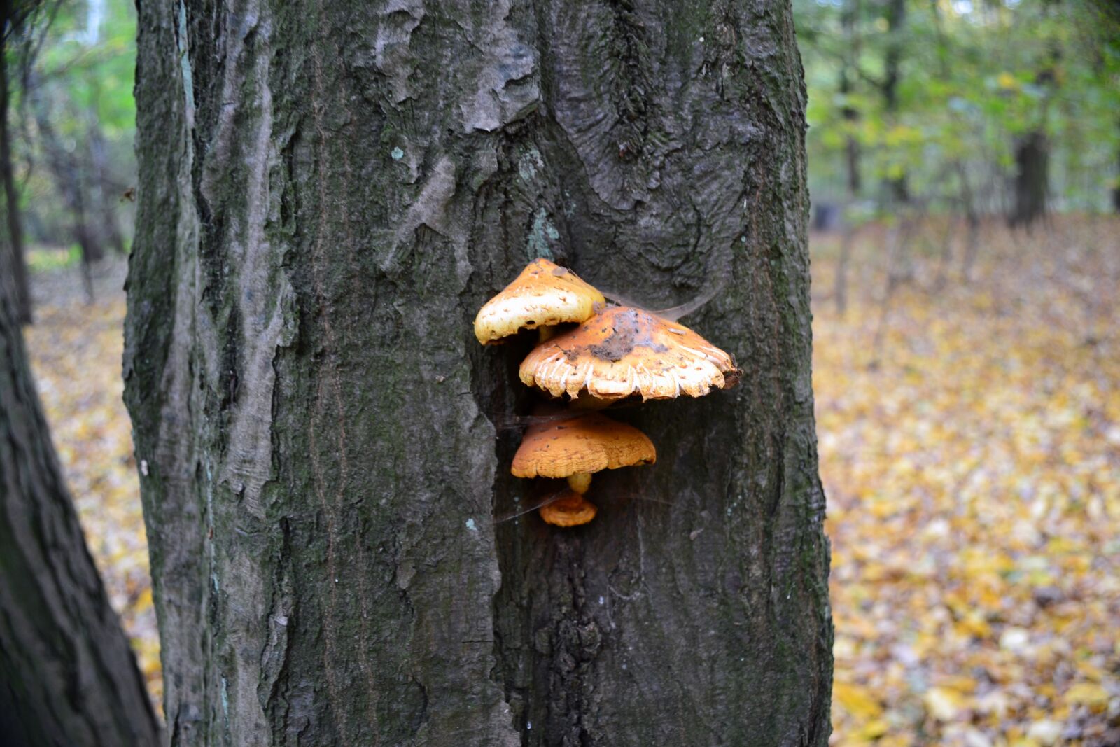 Nikon D3100 sample photo. Tree, mushrooms, forest photography