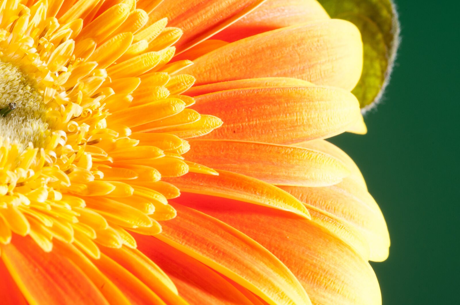 Nikon D300 sample photo. Flower, macro, close up photography