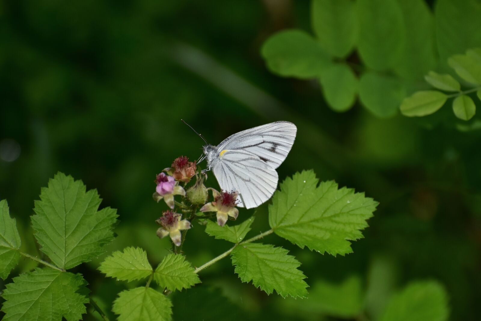 Nikon D7200 sample photo. Natural, landscape, flowering plant photography