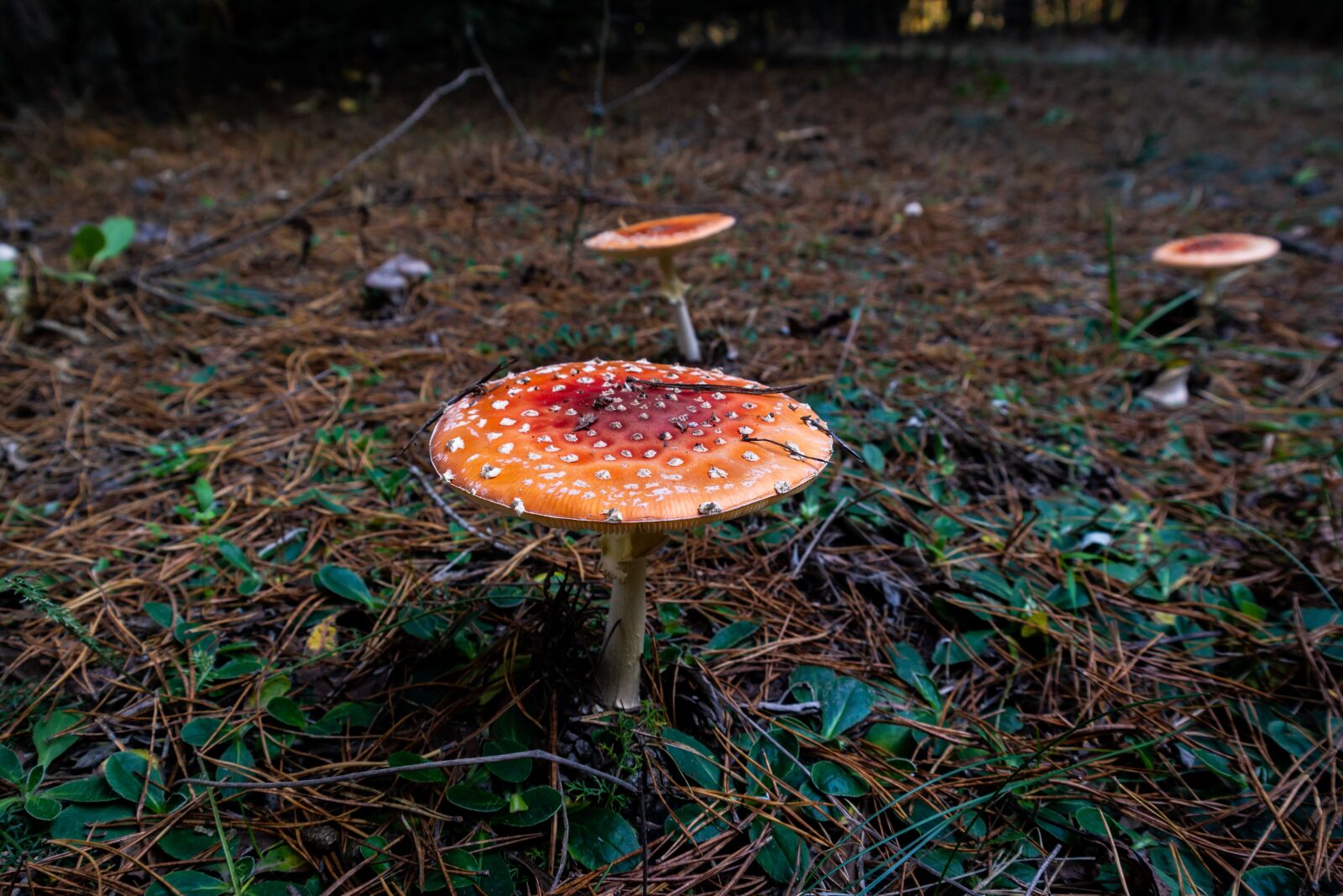 Samsung NX300 sample photo. Mushrooms, forest, autumn photography