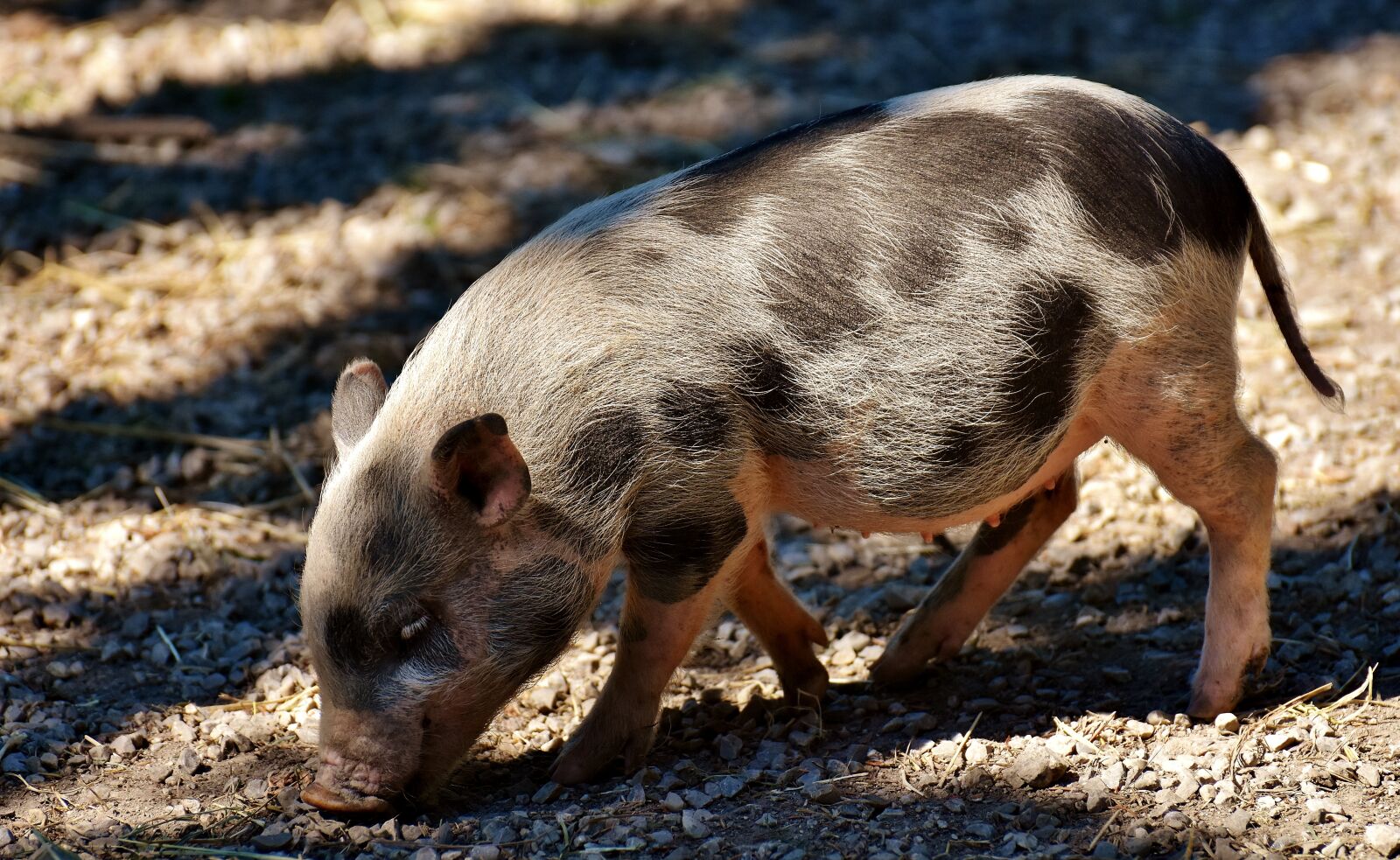 Nikon D7200 sample photo. Piglet, wildpark poing, young photography