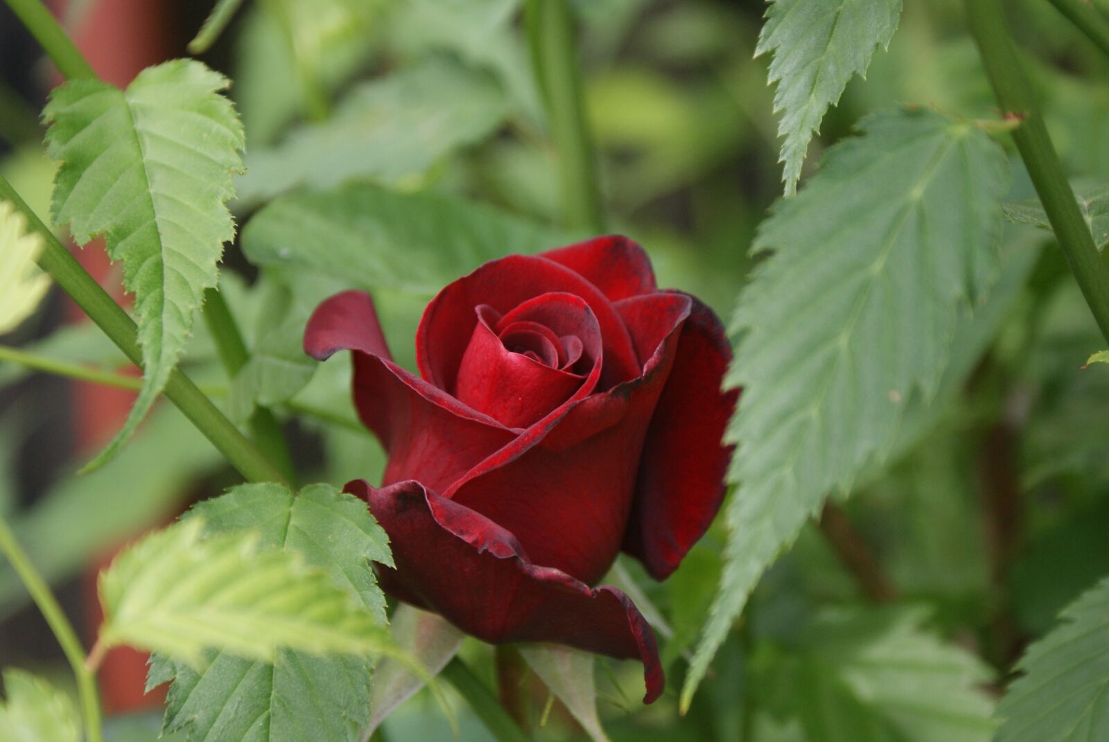 Sony Alpha DSLR-A200 sample photo. Flowers, rose, freshman photography