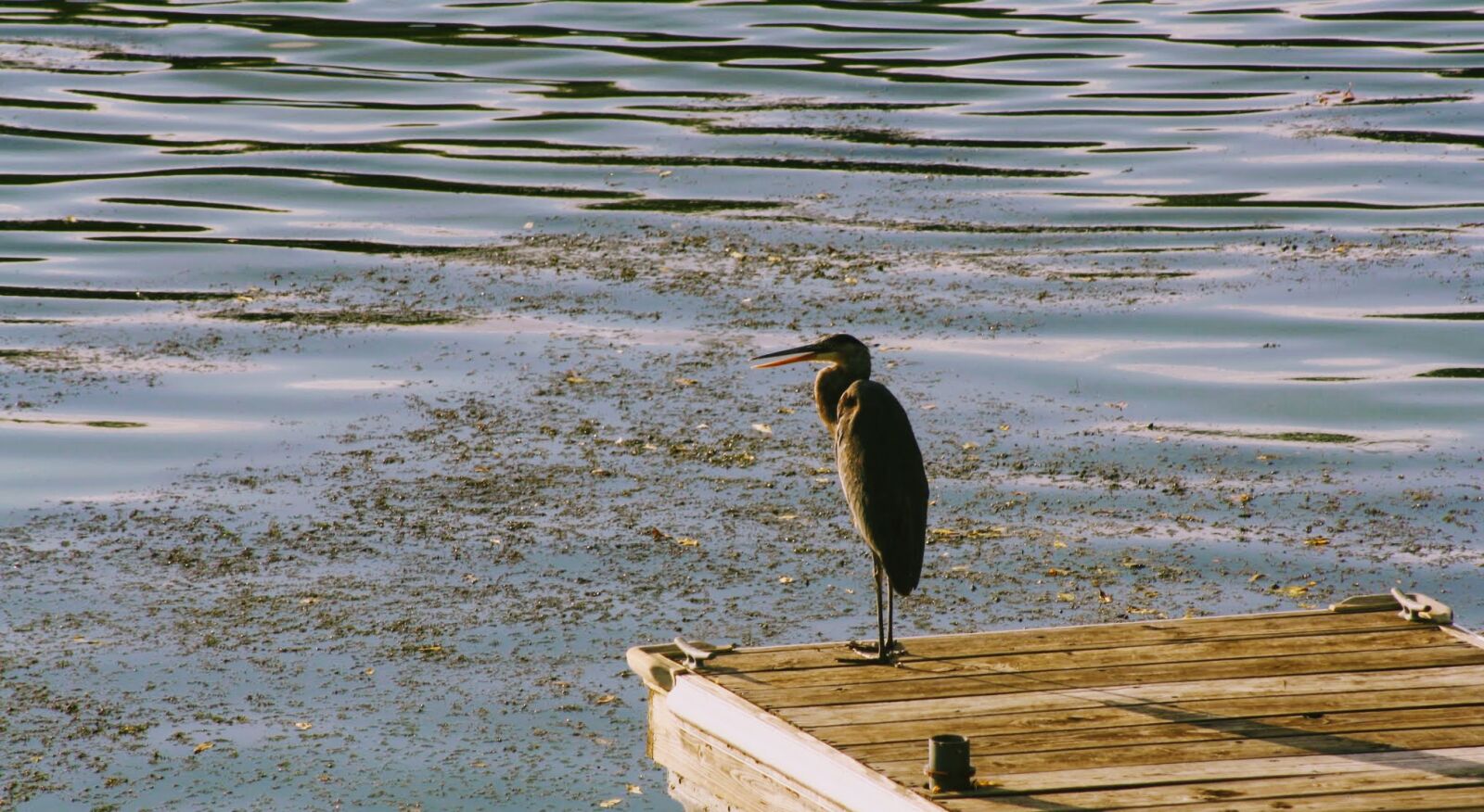 Canon EOS 1000D (EOS Digital Rebel XS / EOS Kiss F) sample photo. Water, bird, nature photography