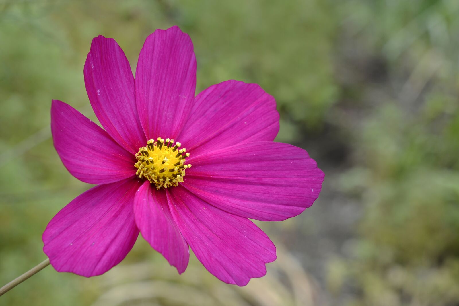 Nikon D7100 sample photo. Cosmos, blossom, bloom photography