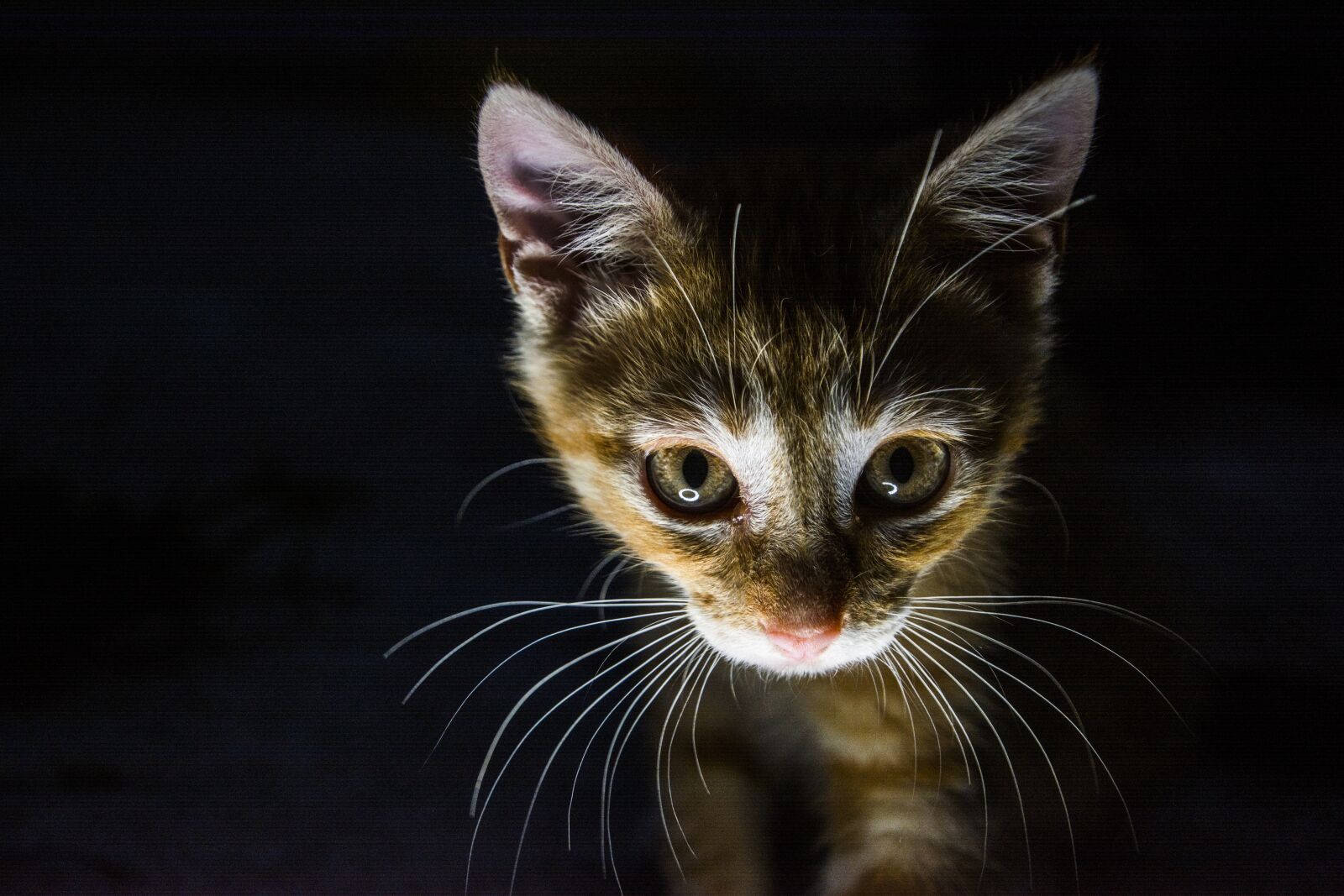 Nikon D5200 sample photo. Cat, dark, cute photography