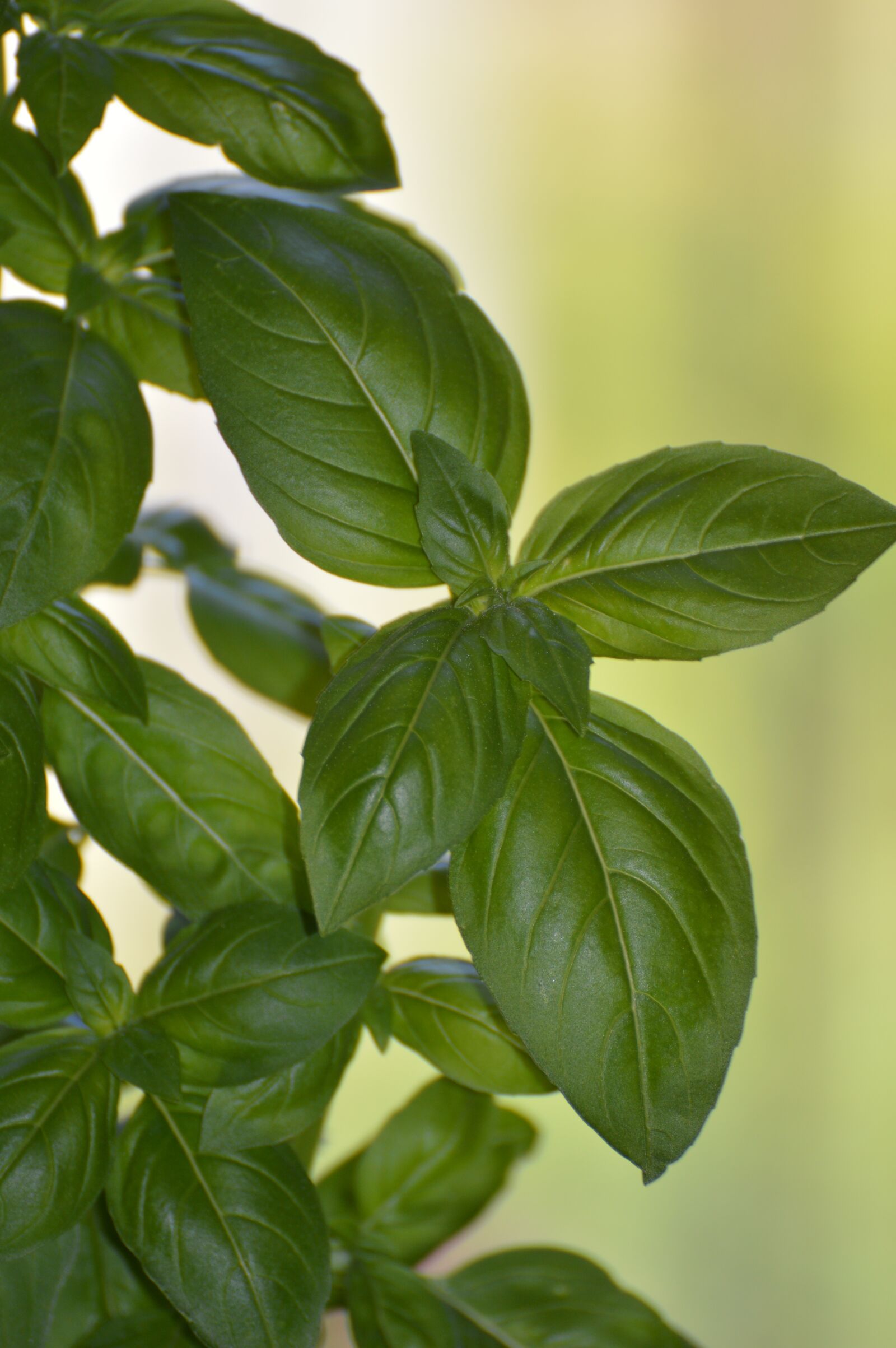 Nikon D3200 sample photo. Basil, summer, garden photography