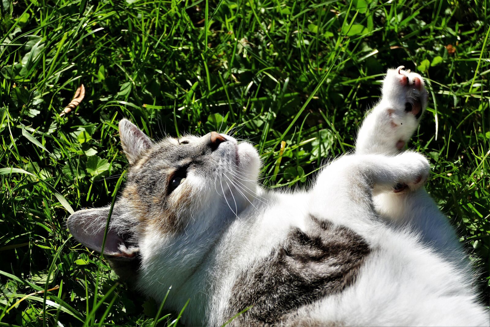 Panasonic Lumix DMC-FZ1000 sample photo. Cat, playful, pet photography
