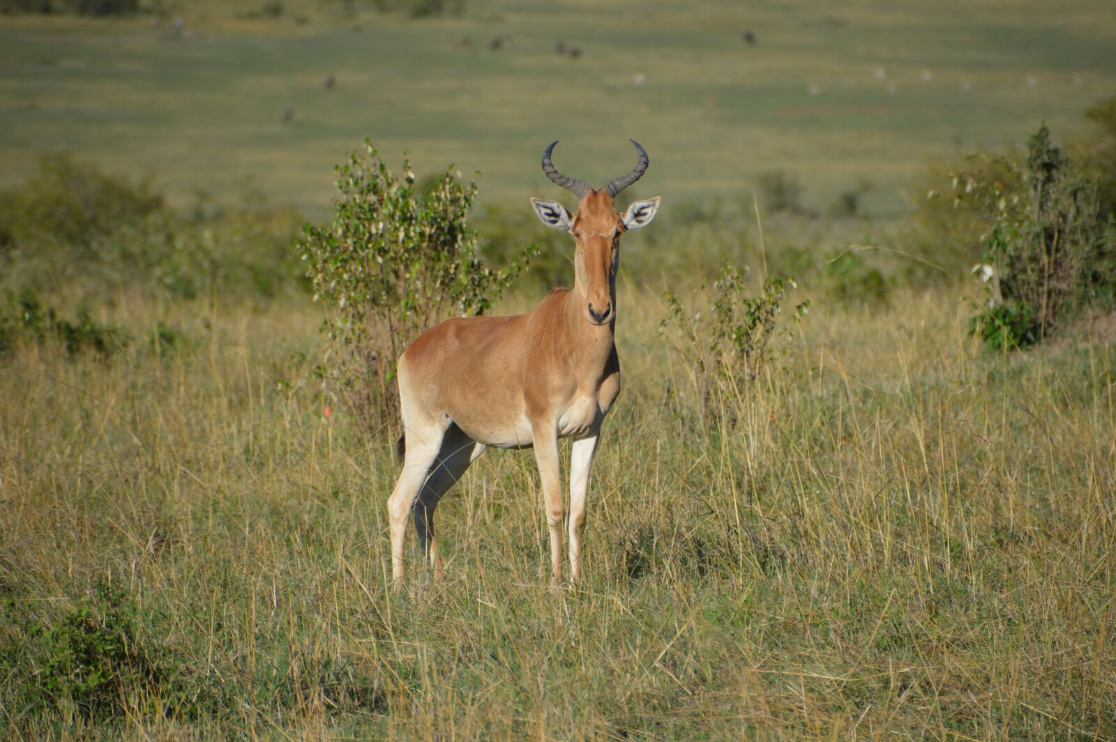 Nikon D3200 sample photo. Africa, animal, safari photography