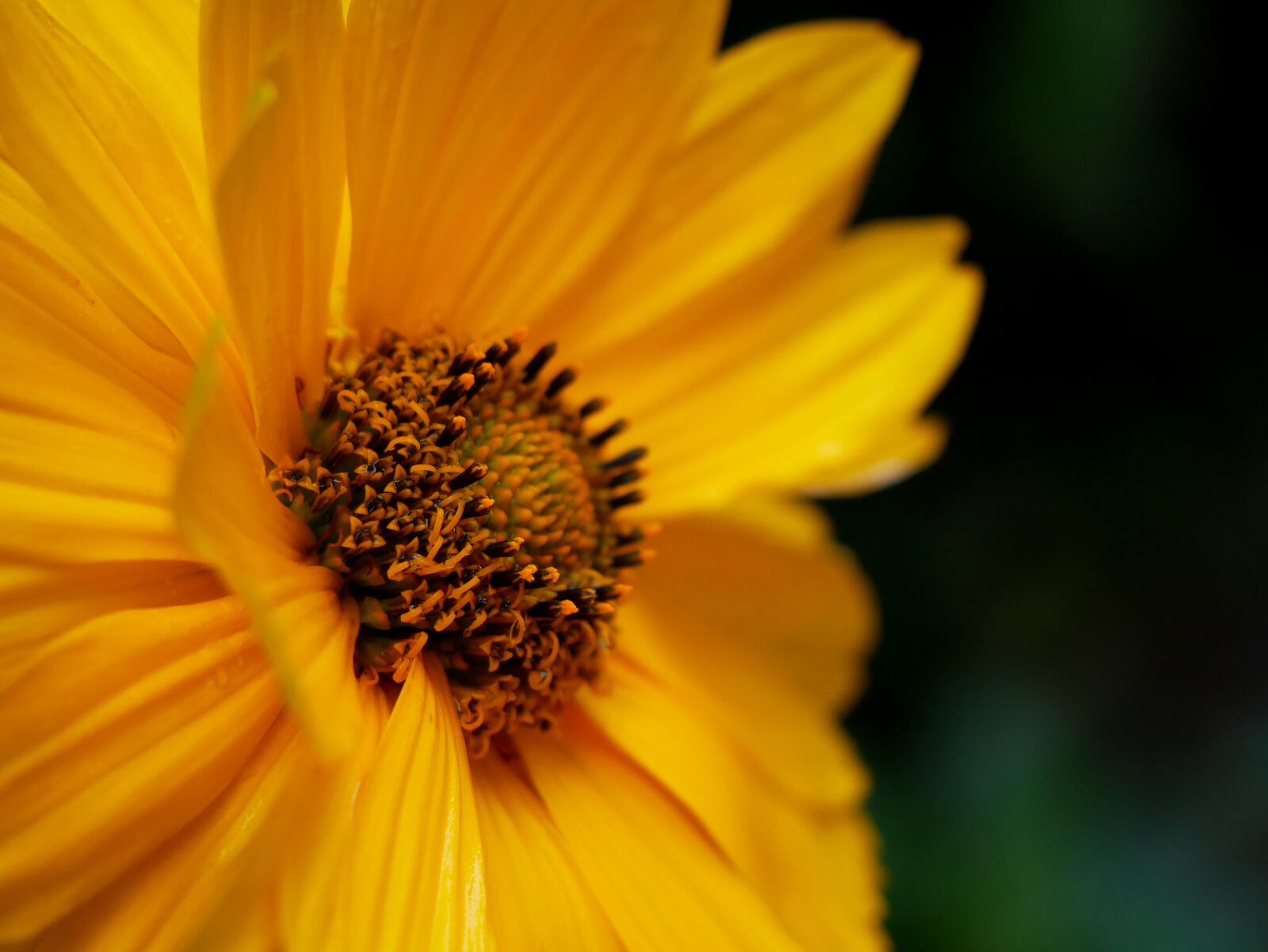 Panasonic DMC-G81 sample photo. Flower, nature, yellow photography