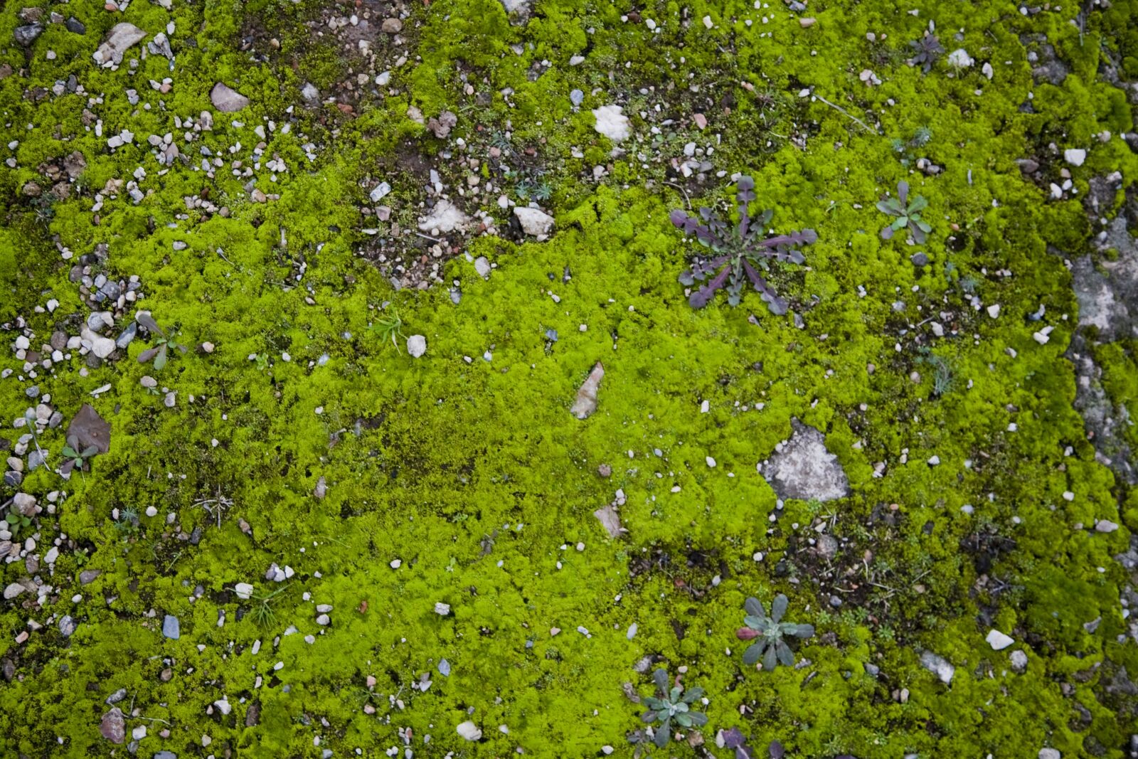 Canon EOS 5D sample photo. Texture, grass, green photography