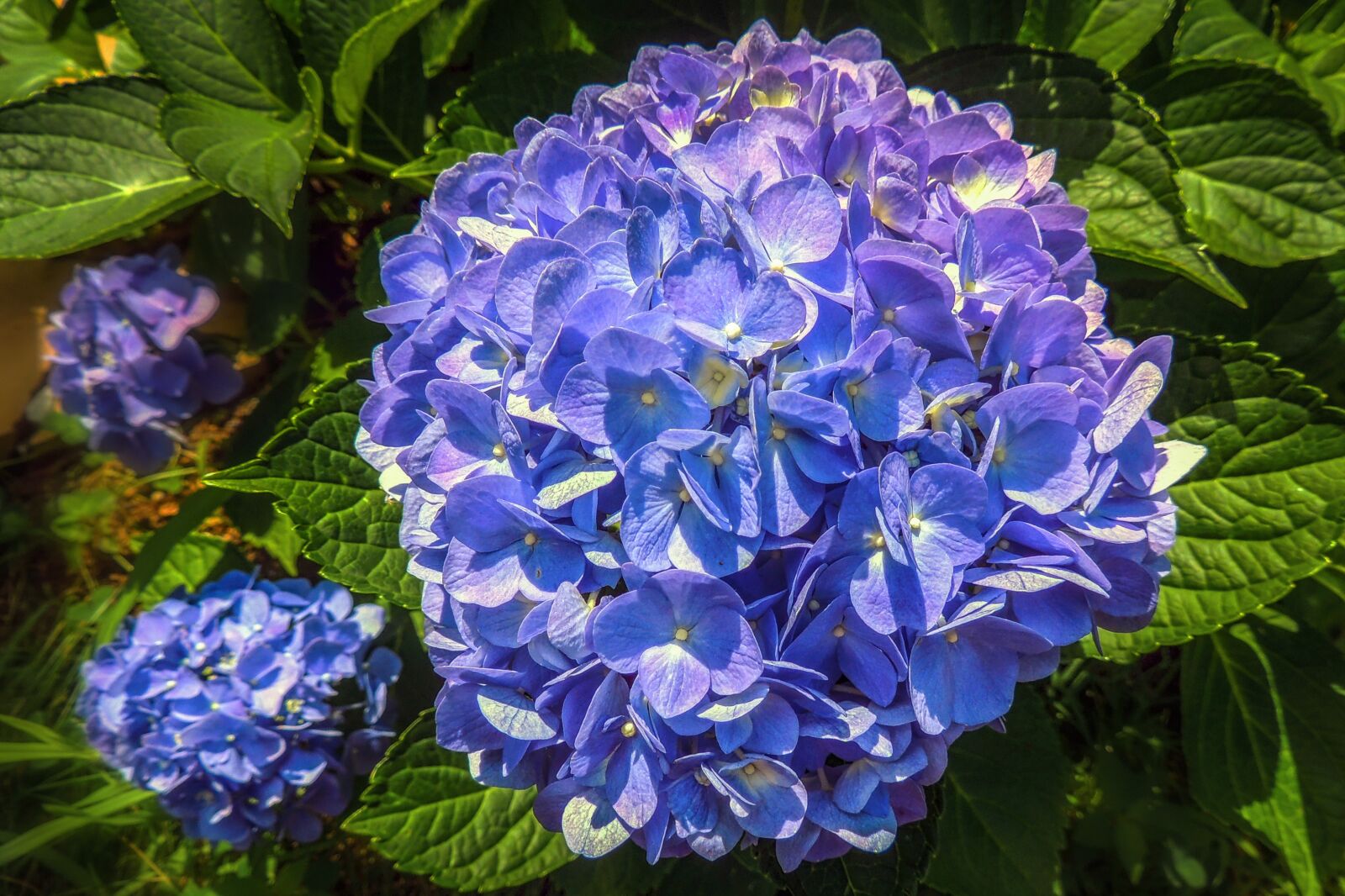 Nikon Coolpix P510 sample photo. Hydrangea, flowers, bloom photography