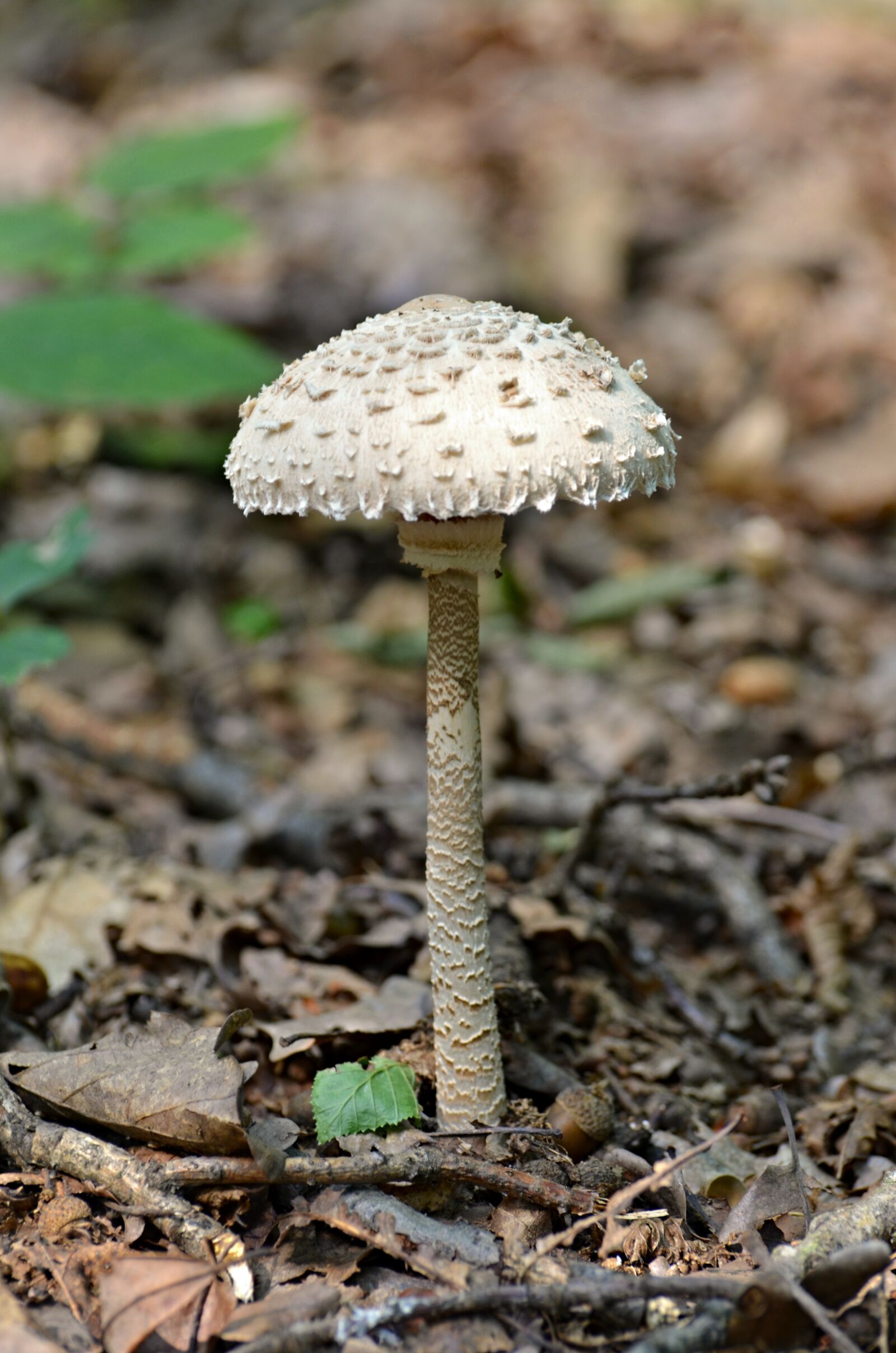 Nikon D5100 sample photo. Mushrooms, parasol, nature photography