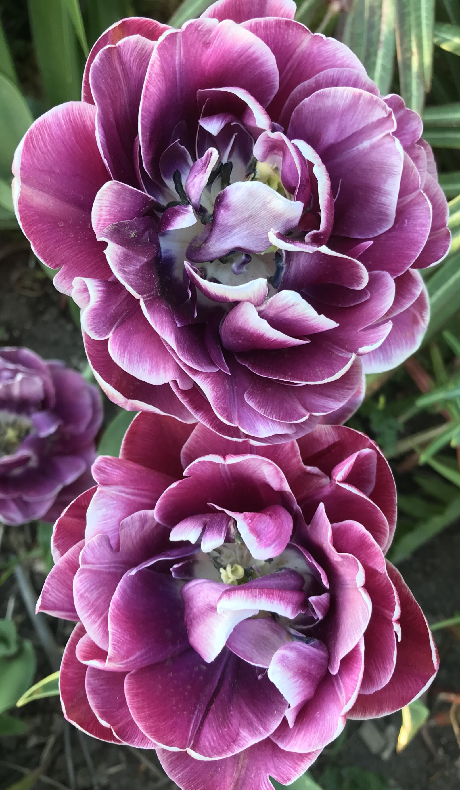 iPhone 7 back camera 3.99mm f/1.8 sample photo. Flower, tulips, nature photography