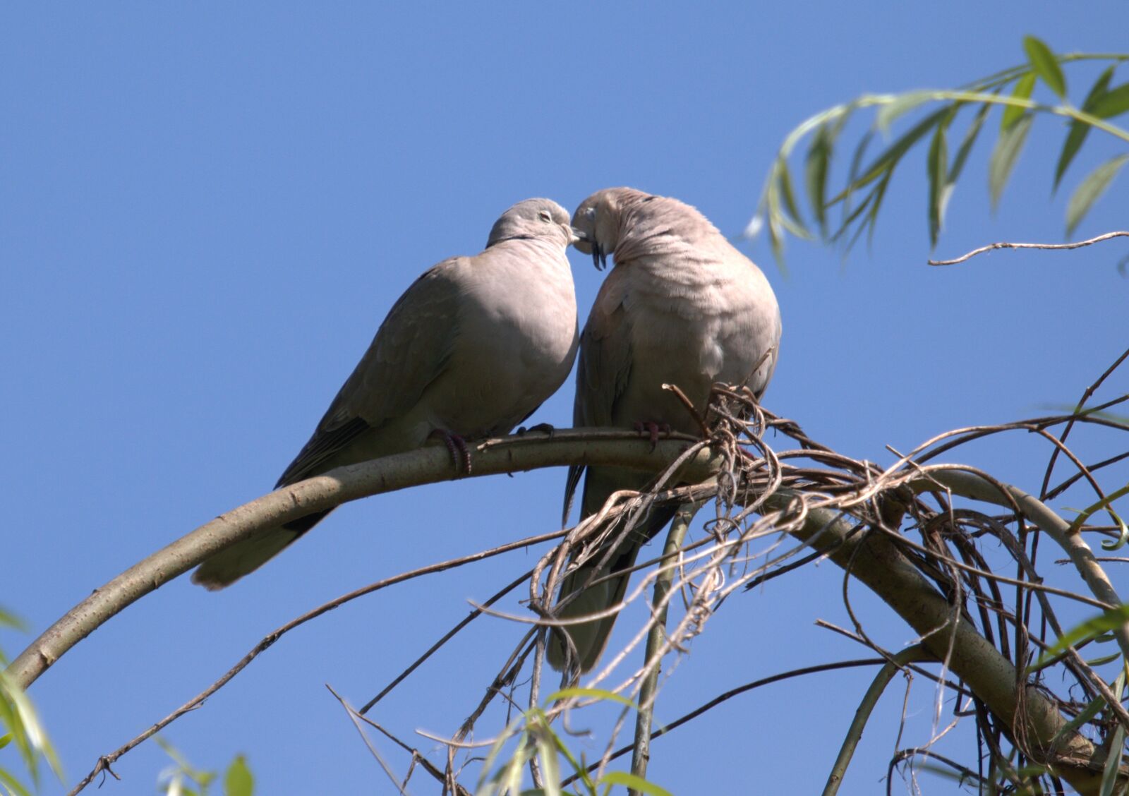 Canon EOS 7D Mark II + Canon EF 100-400mm F4.5-5.6L IS USM sample photo. Pigeons, couple, love photography