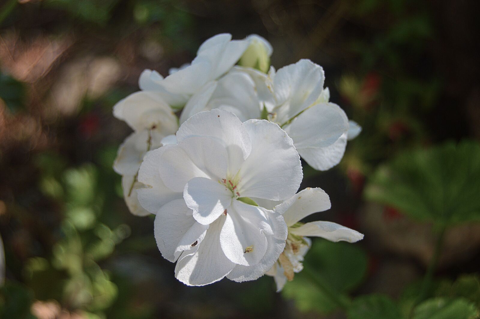 Nikon D3200 sample photo. Flower, white flowers, geraneo photography