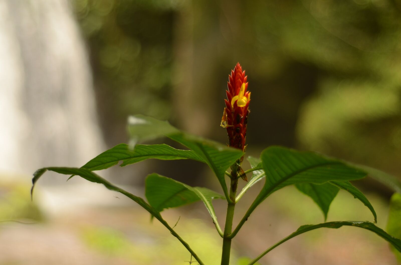 Nikon D7000 sample photo. Nature, tree, natural photography