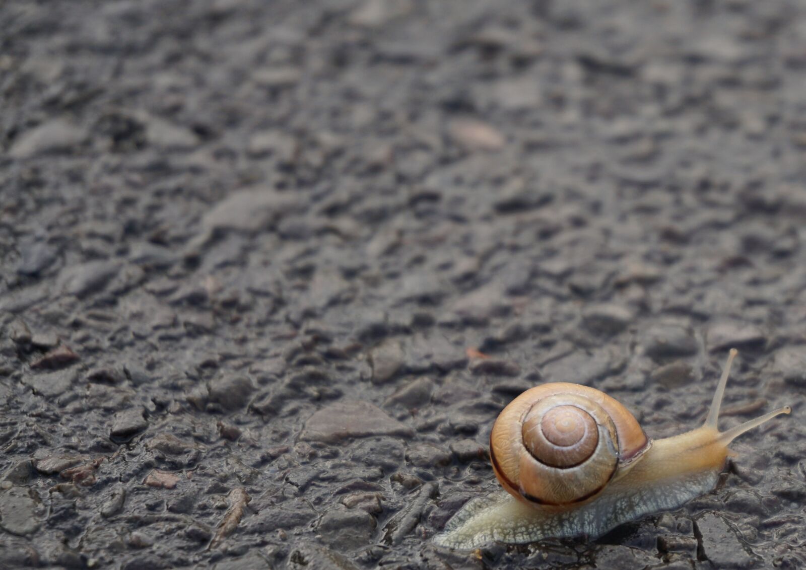 Sony a6000 sample photo. Snail, shell, crawl photography