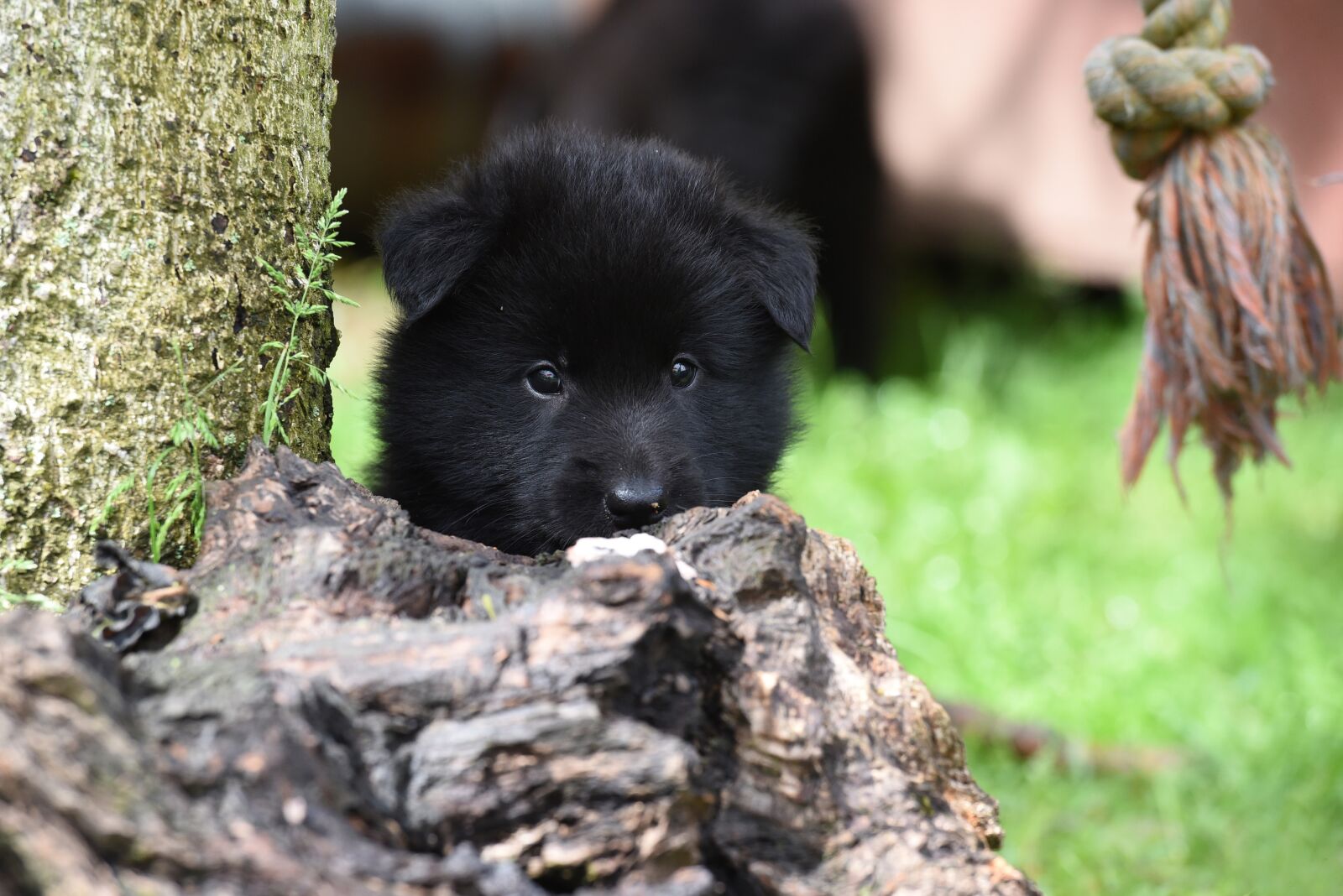 Nikon D750 sample photo. Puppy, belgian shepherd dog photography