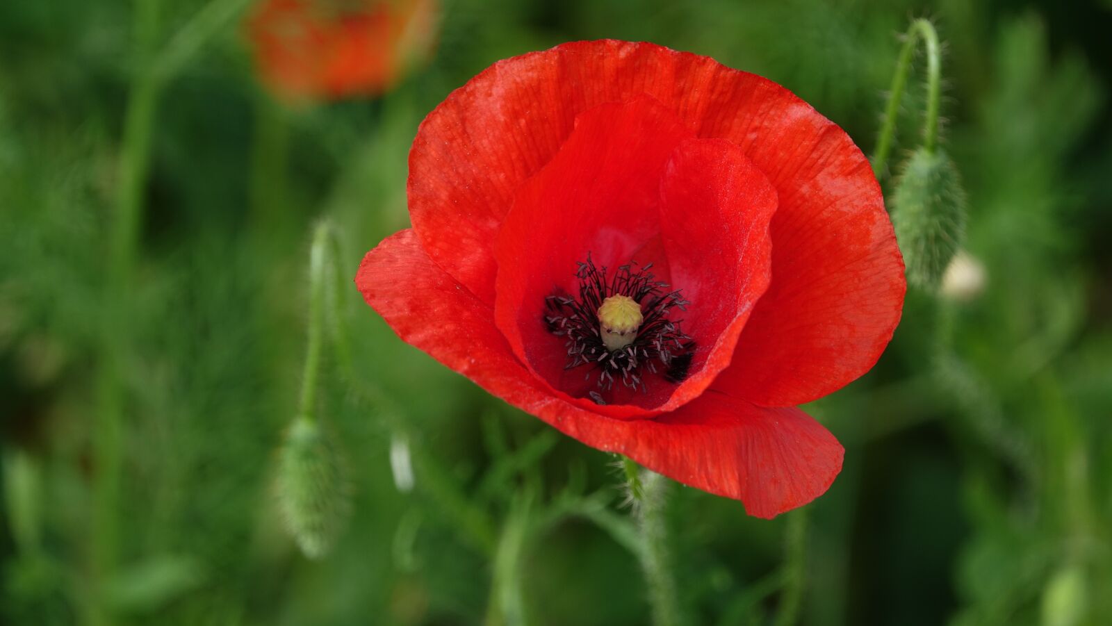 Sony Cyber-shot DSC-RX10 III sample photo. Poppy, flower ephemeral, fields photography