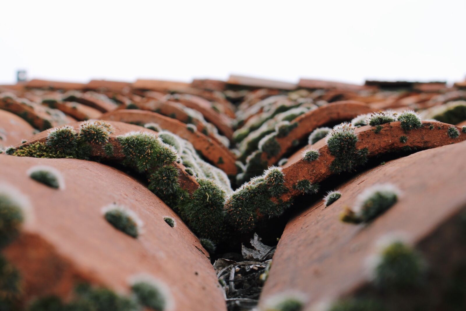 Canon EOS 700D (EOS Rebel T5i / EOS Kiss X7i) sample photo. Roof, moss, tile photography
