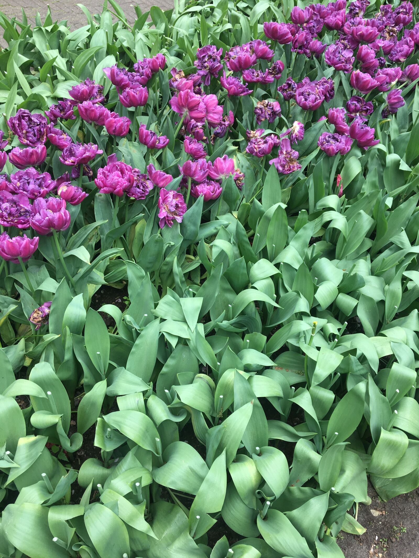 Apple iPhone 6s sample photo. Tulips, purple, flowers photography