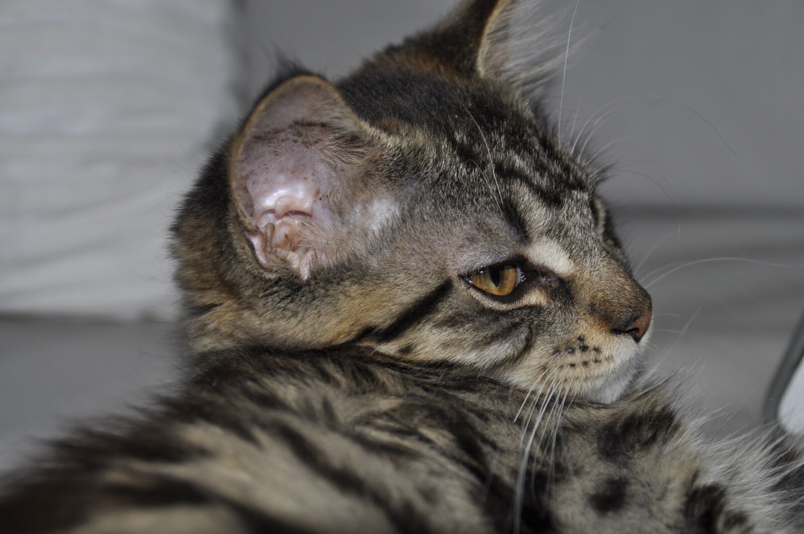 Nikon D5000 sample photo. Maine coon, kidden, cat photography