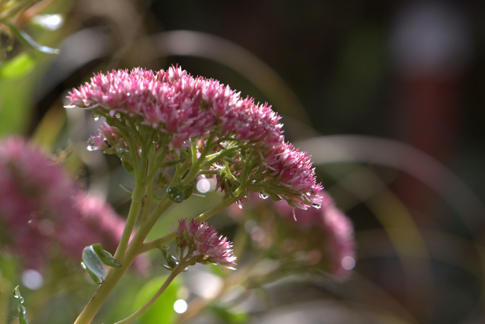 Nikon D5600 sample photo. Flower, fat hen, thick photography